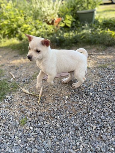 雑種（ミックス犬）・オスの里親募集の写真