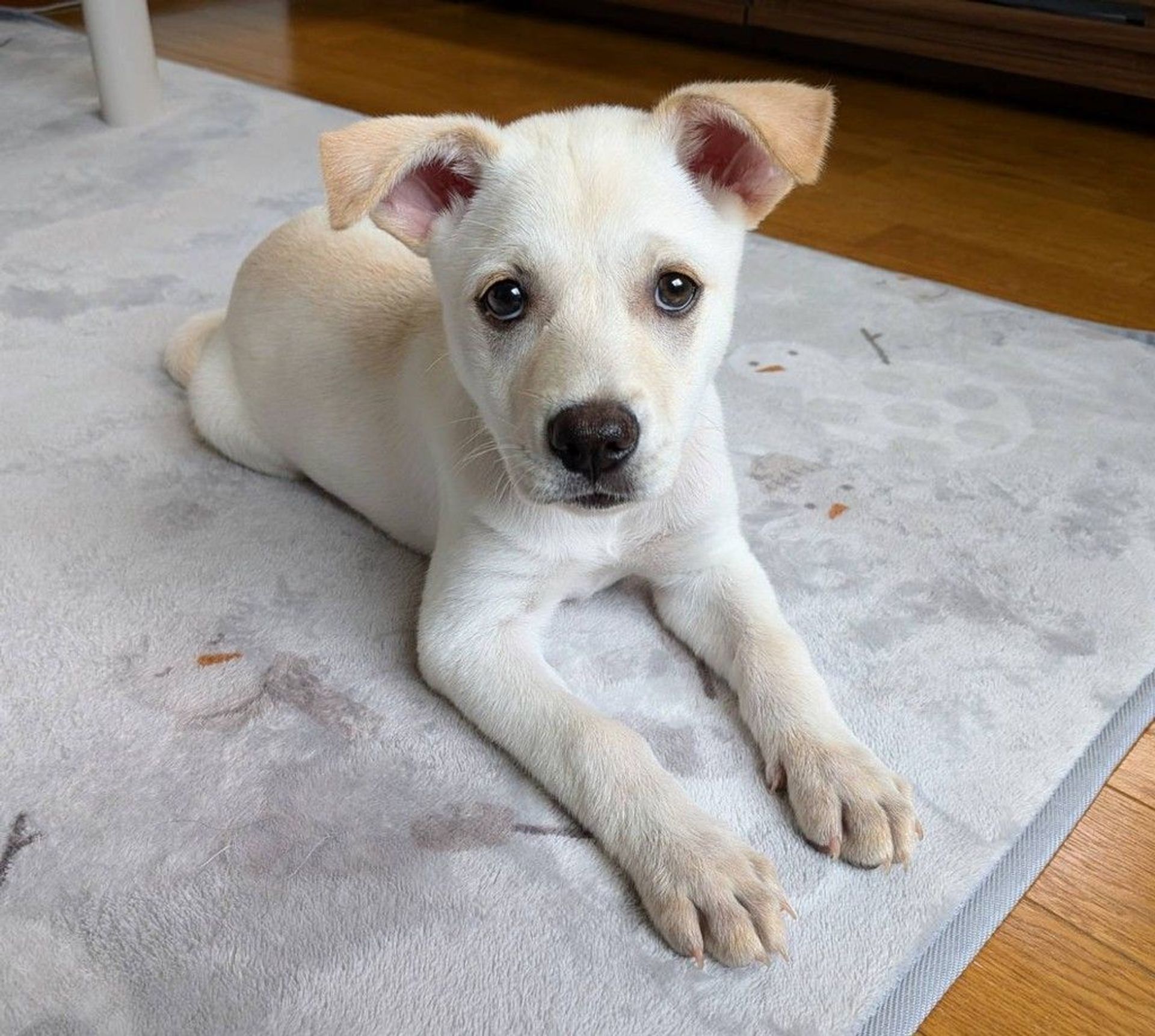 雑種（ミックス犬）・オスの里親募集の写真