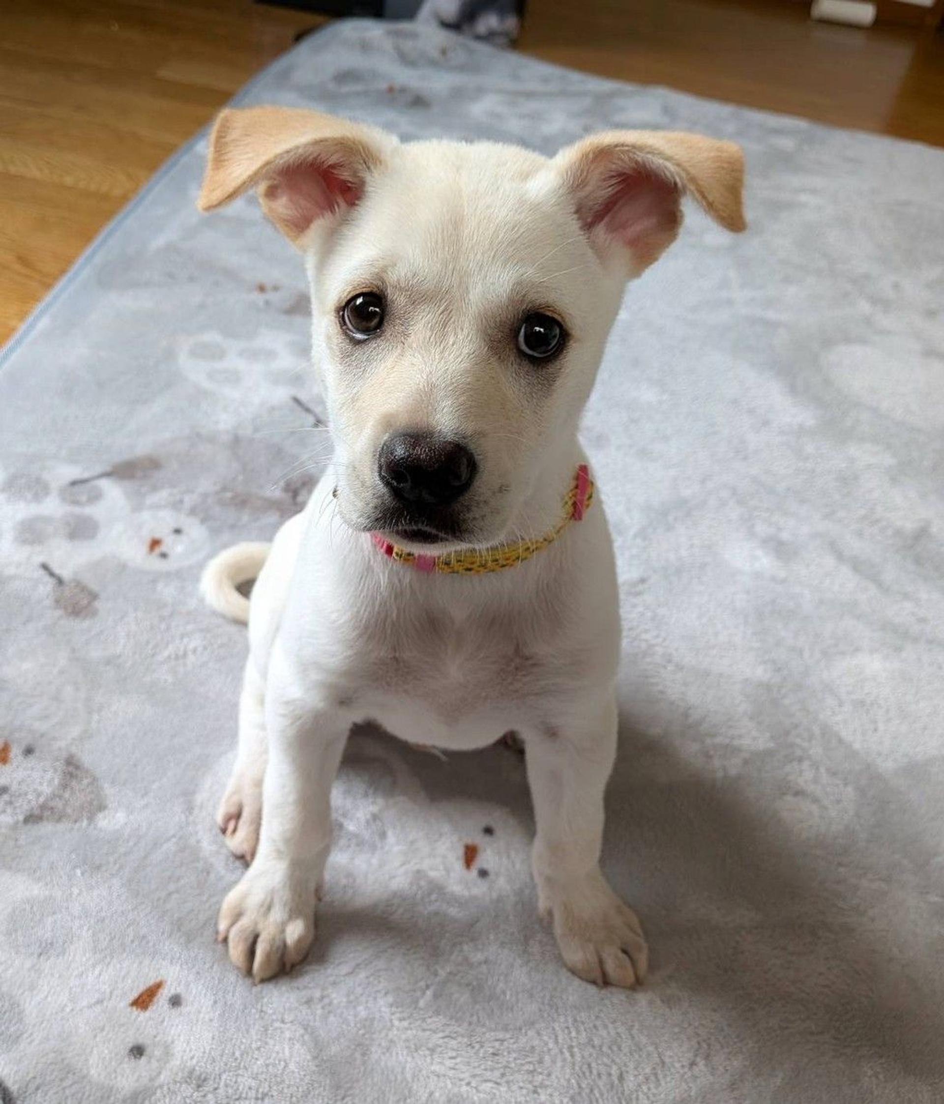 pet-image-2