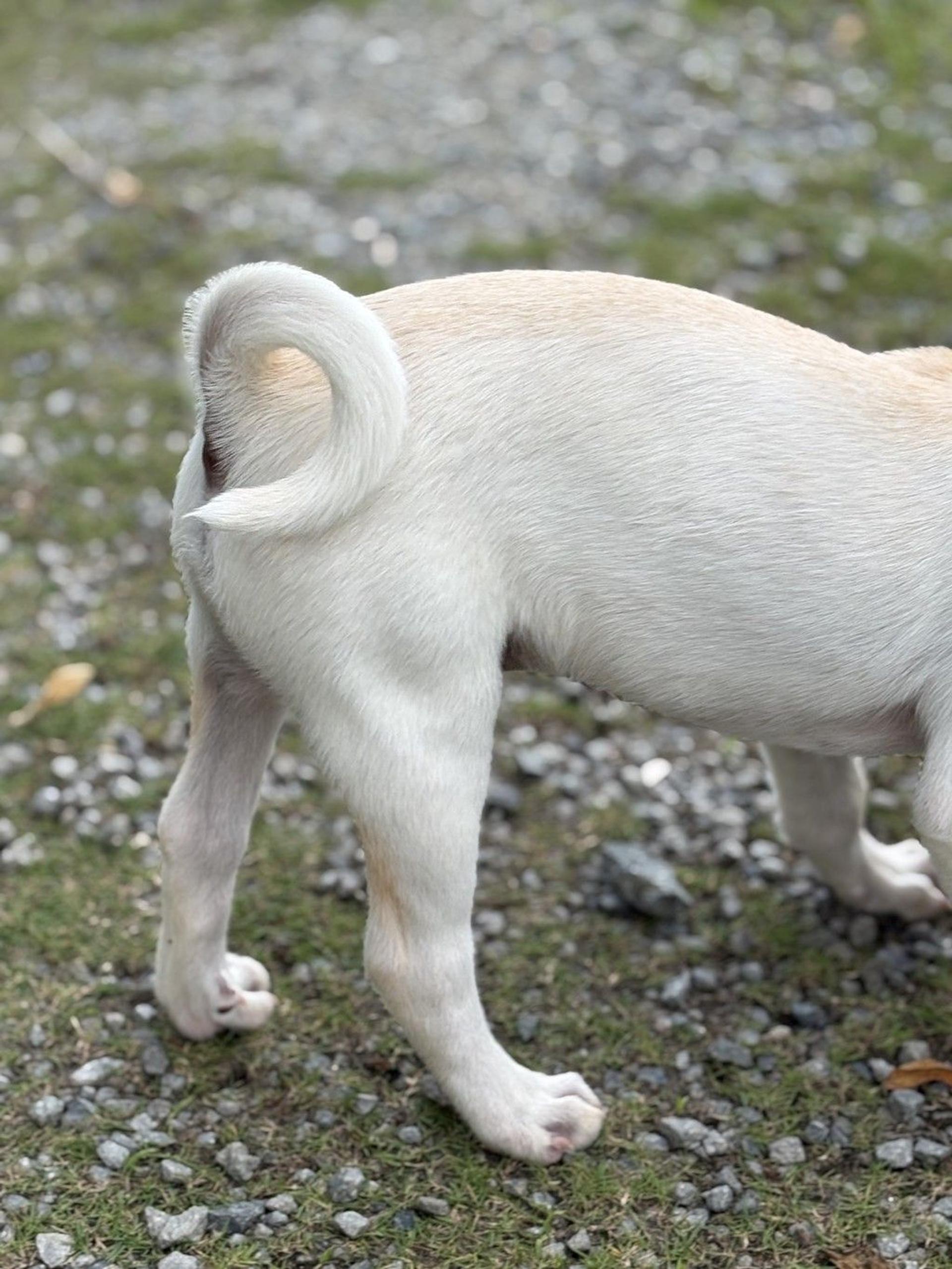 pet-image-5