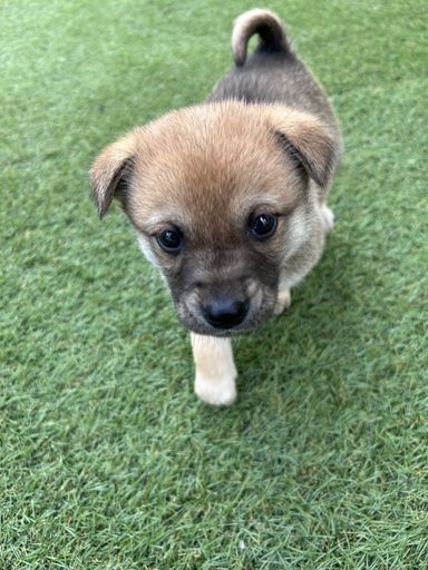 雑種（ミックス犬）・オスの里親募集の写真