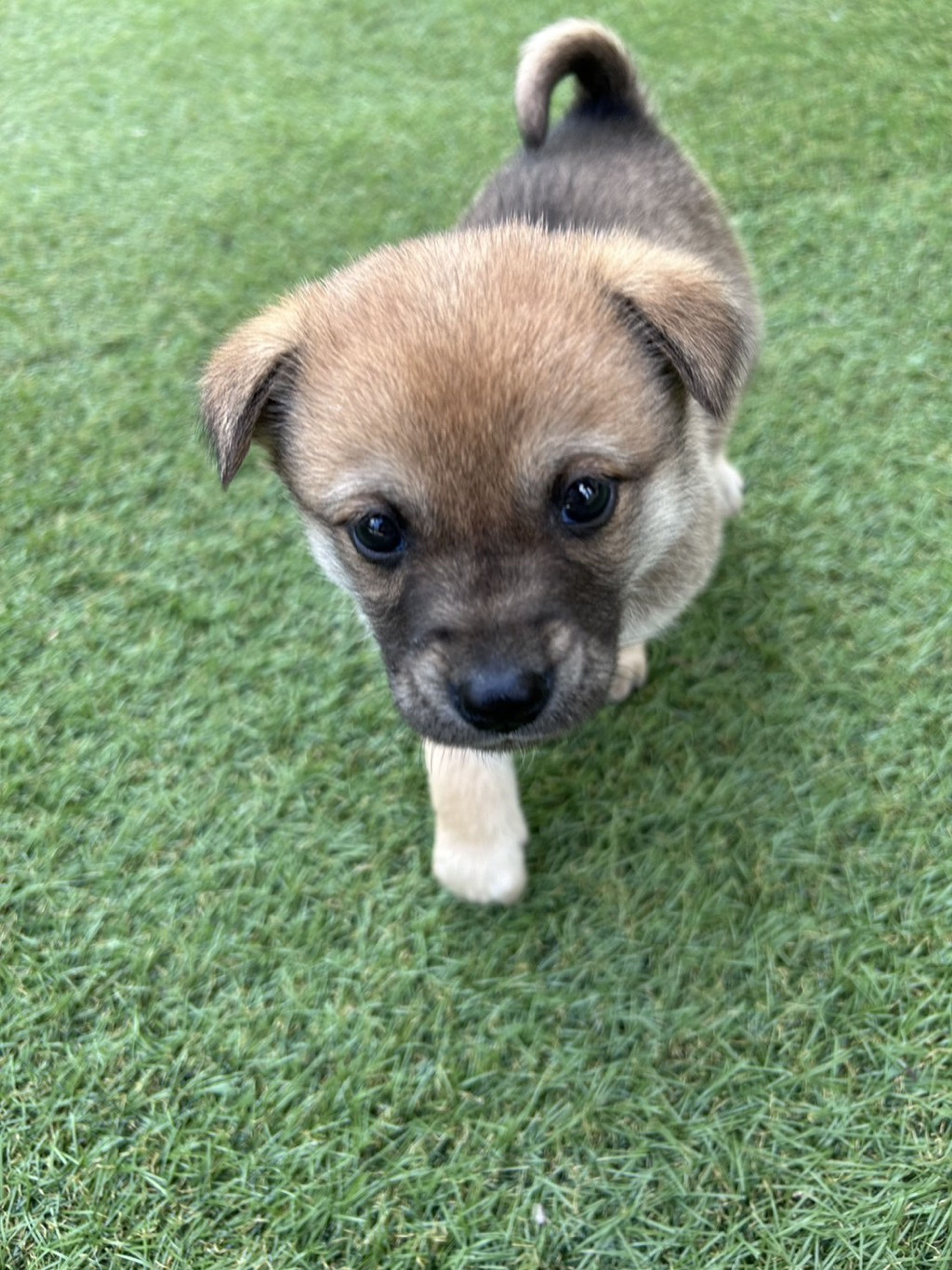 雑種（ミックス犬）・オスの里親募集の写真