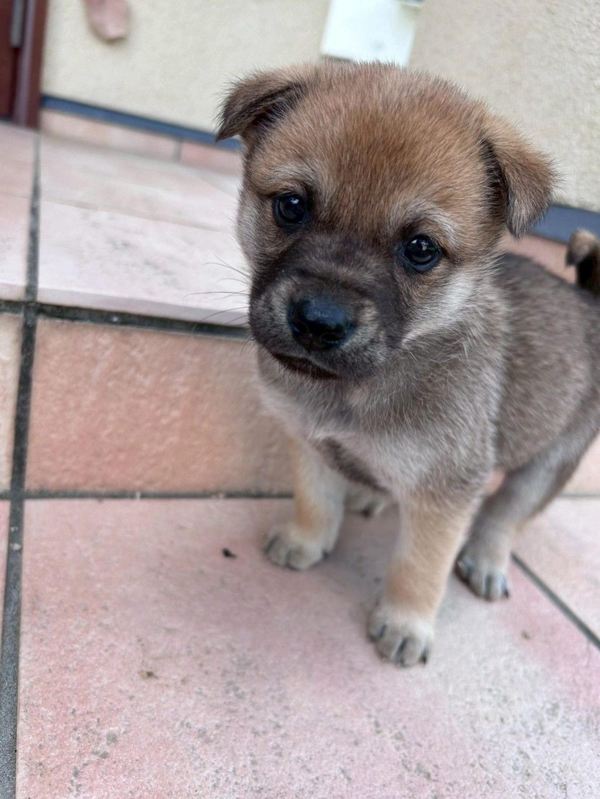 pet-image-3