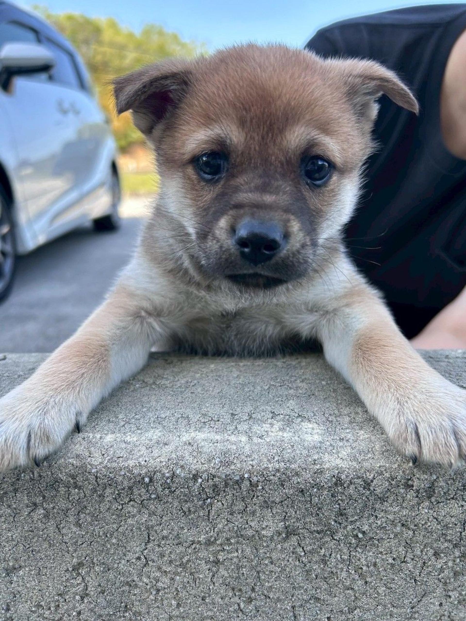 pet-image-4