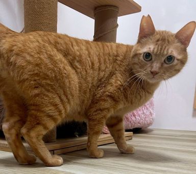 雑種（ミックス猫）・オスの里親募集の写真