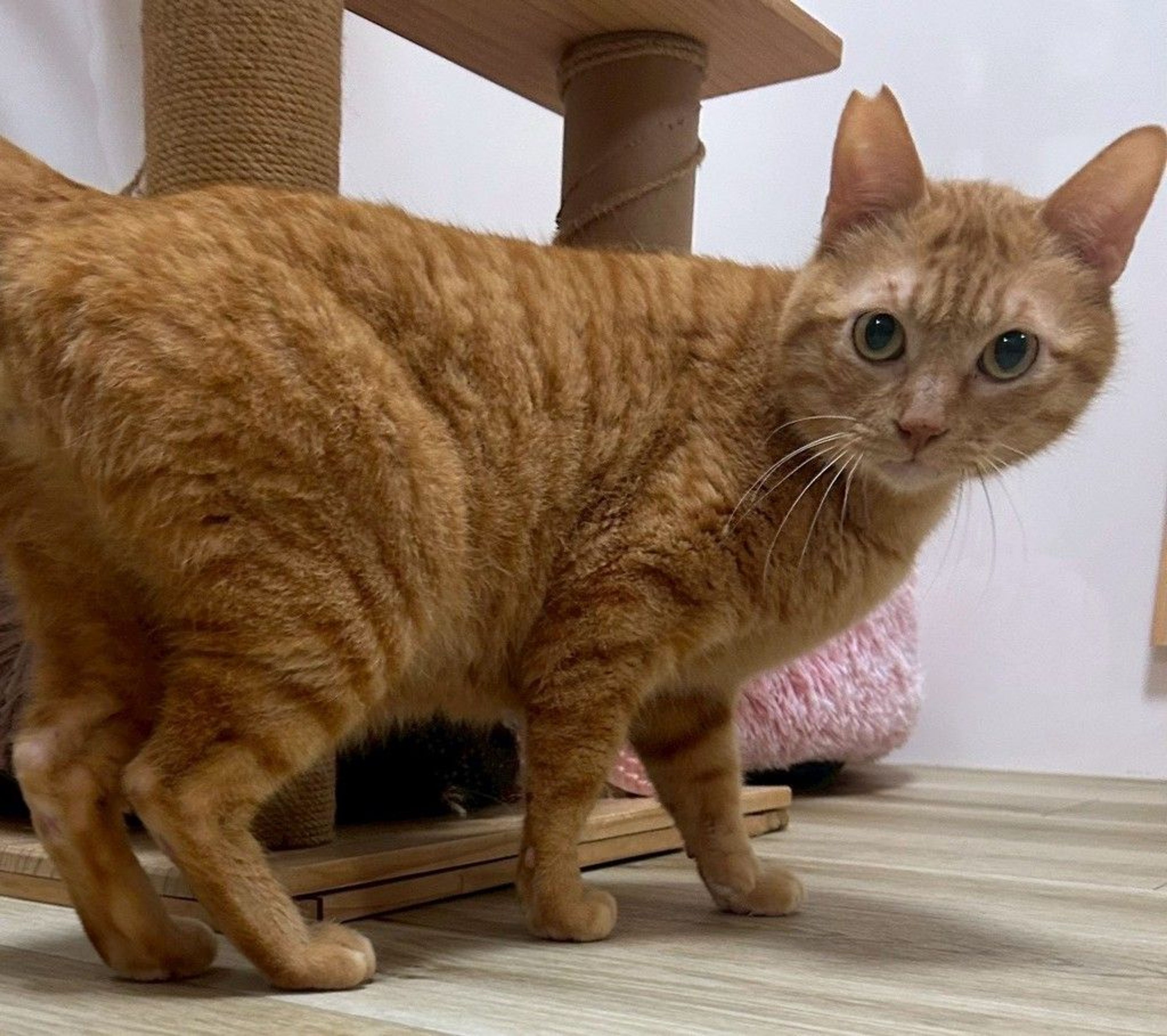 雑種（ミックス猫）・オスの里親募集の写真