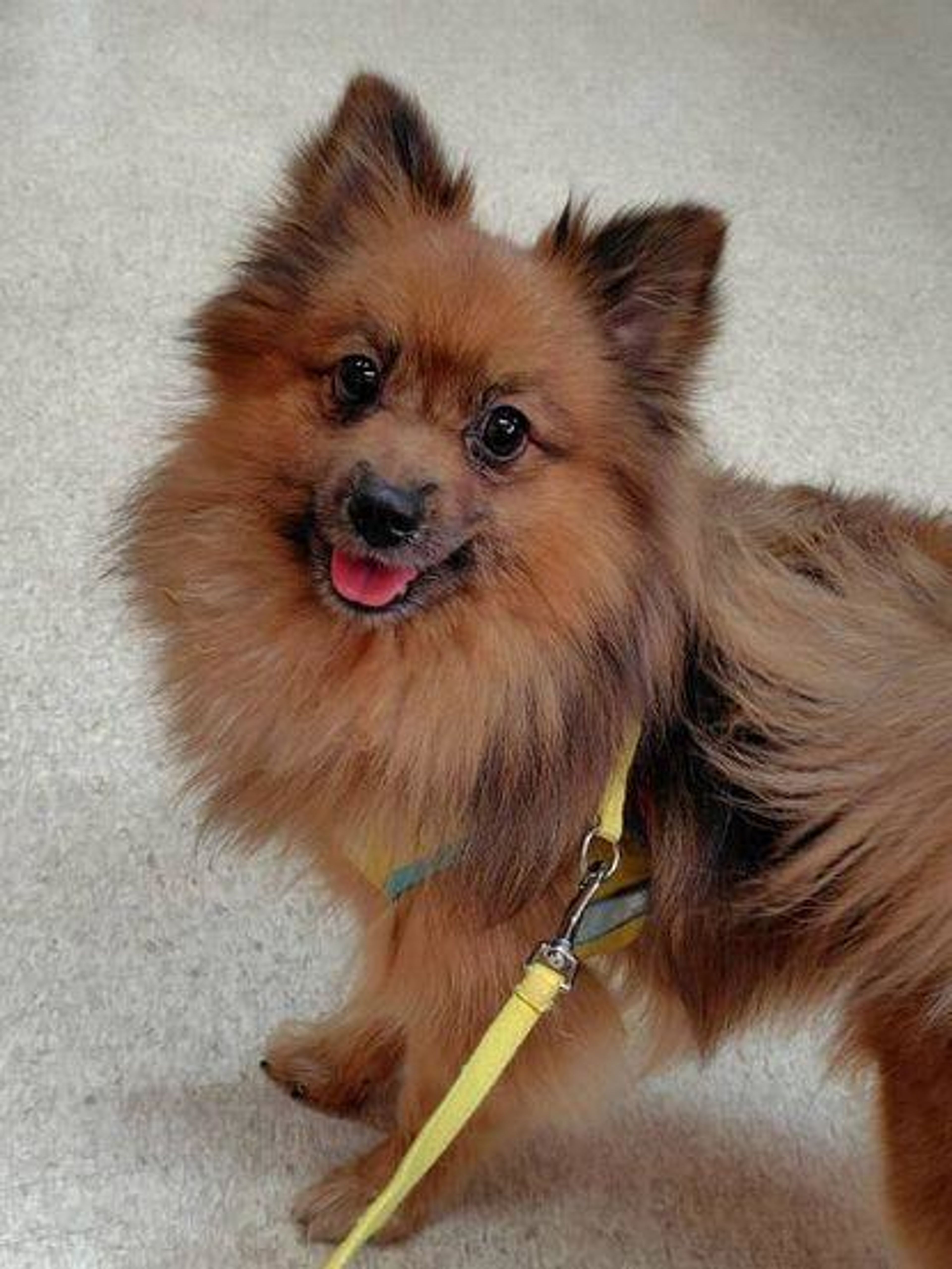 ポメラニアン・メスの里親募集の写真