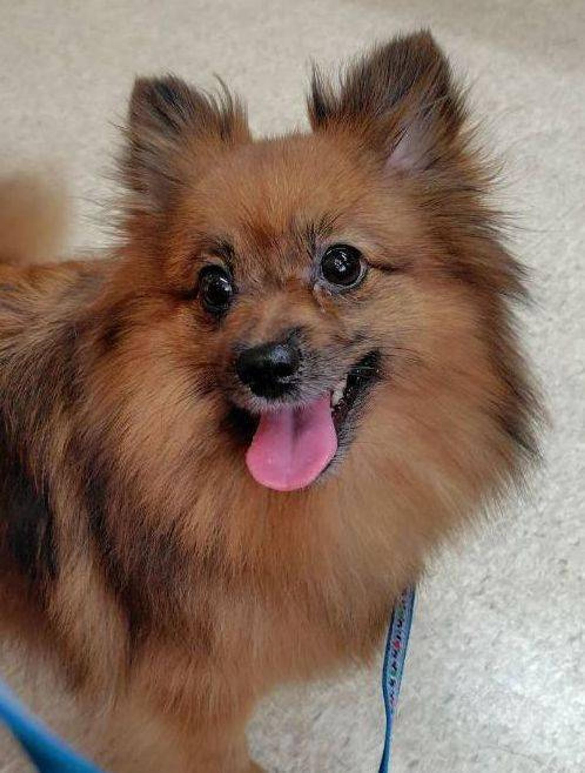pet-image-2