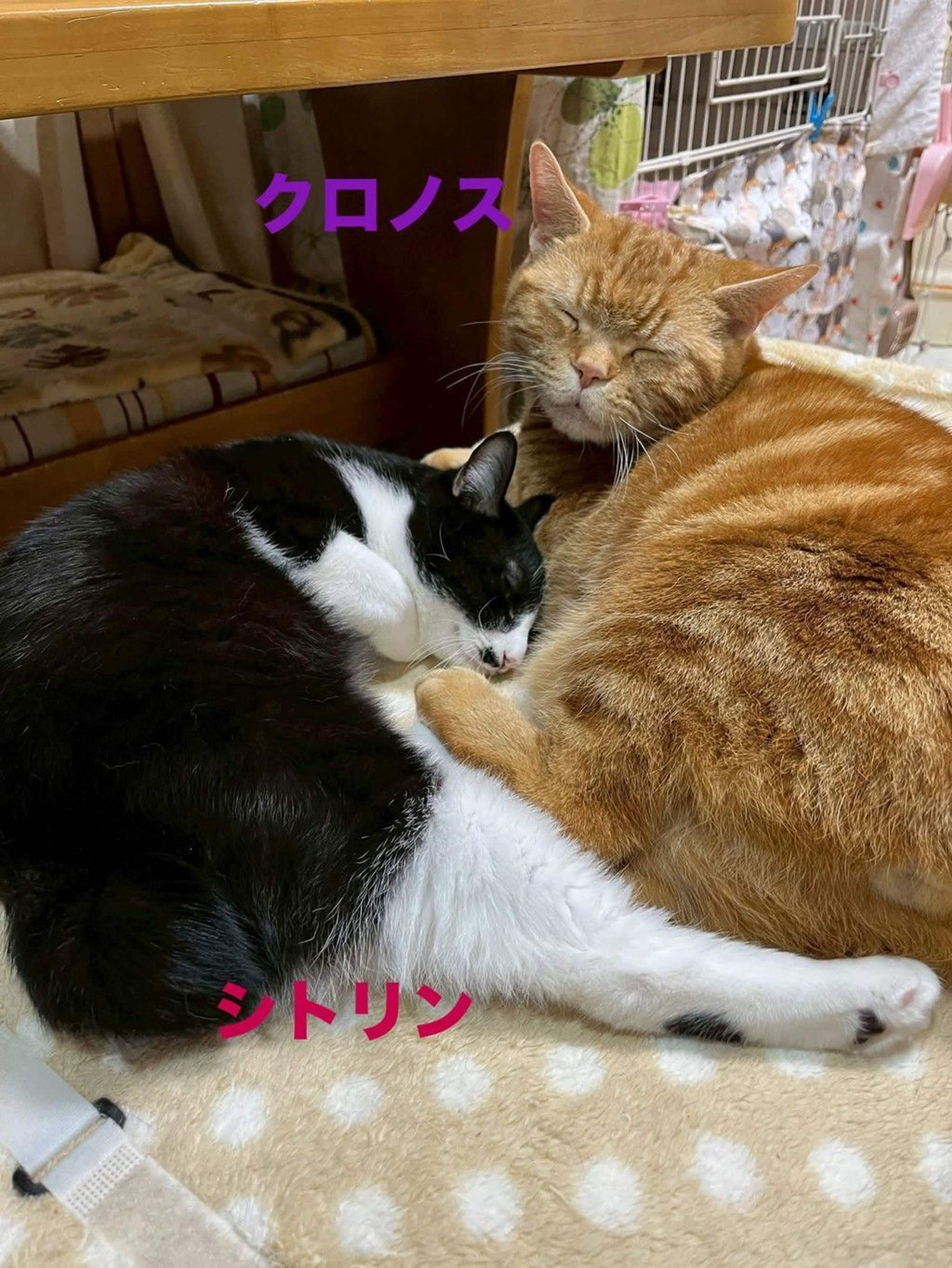雑種（ミックス猫）・オスの里親募集の写真