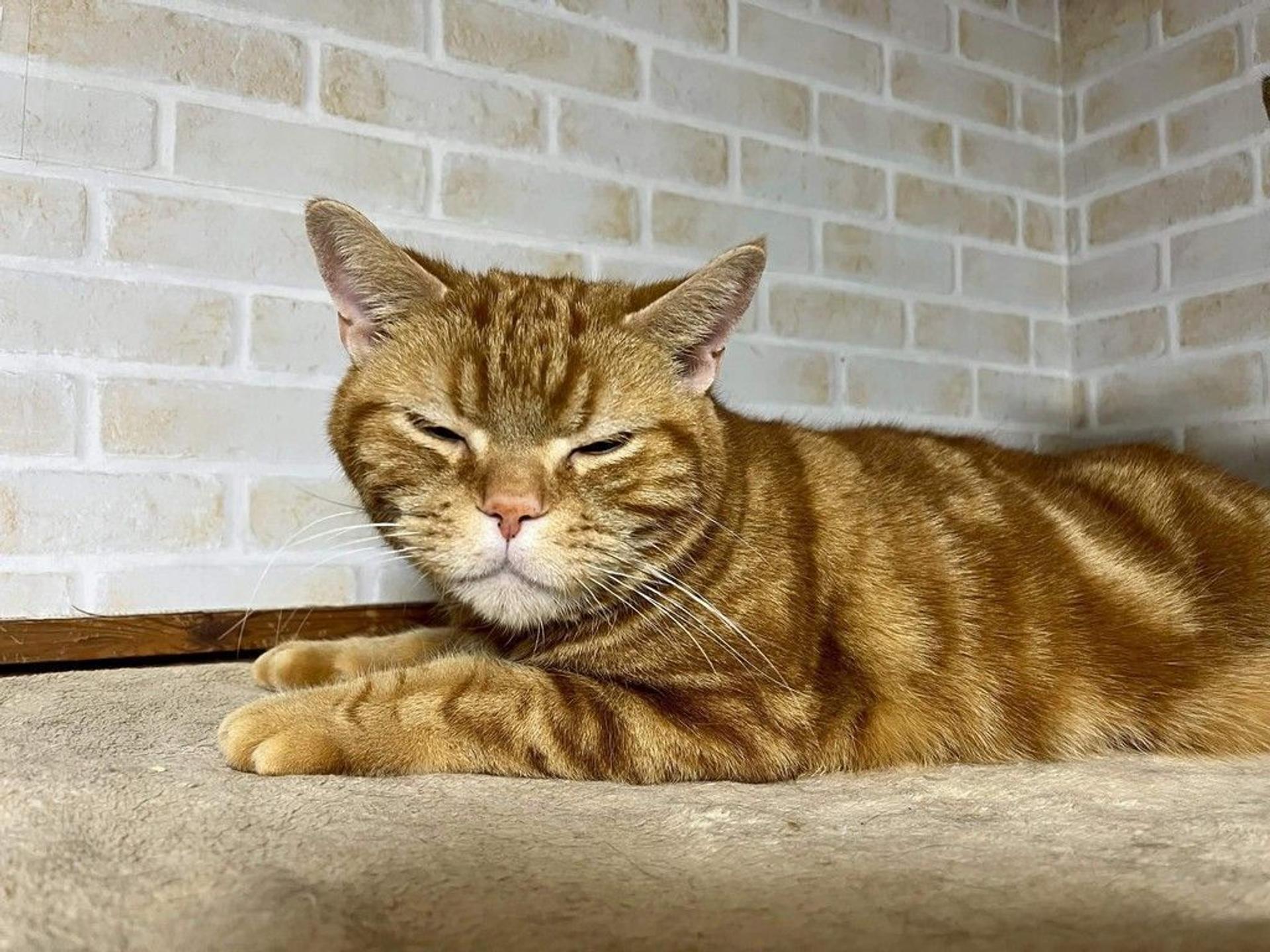 pet-image-5