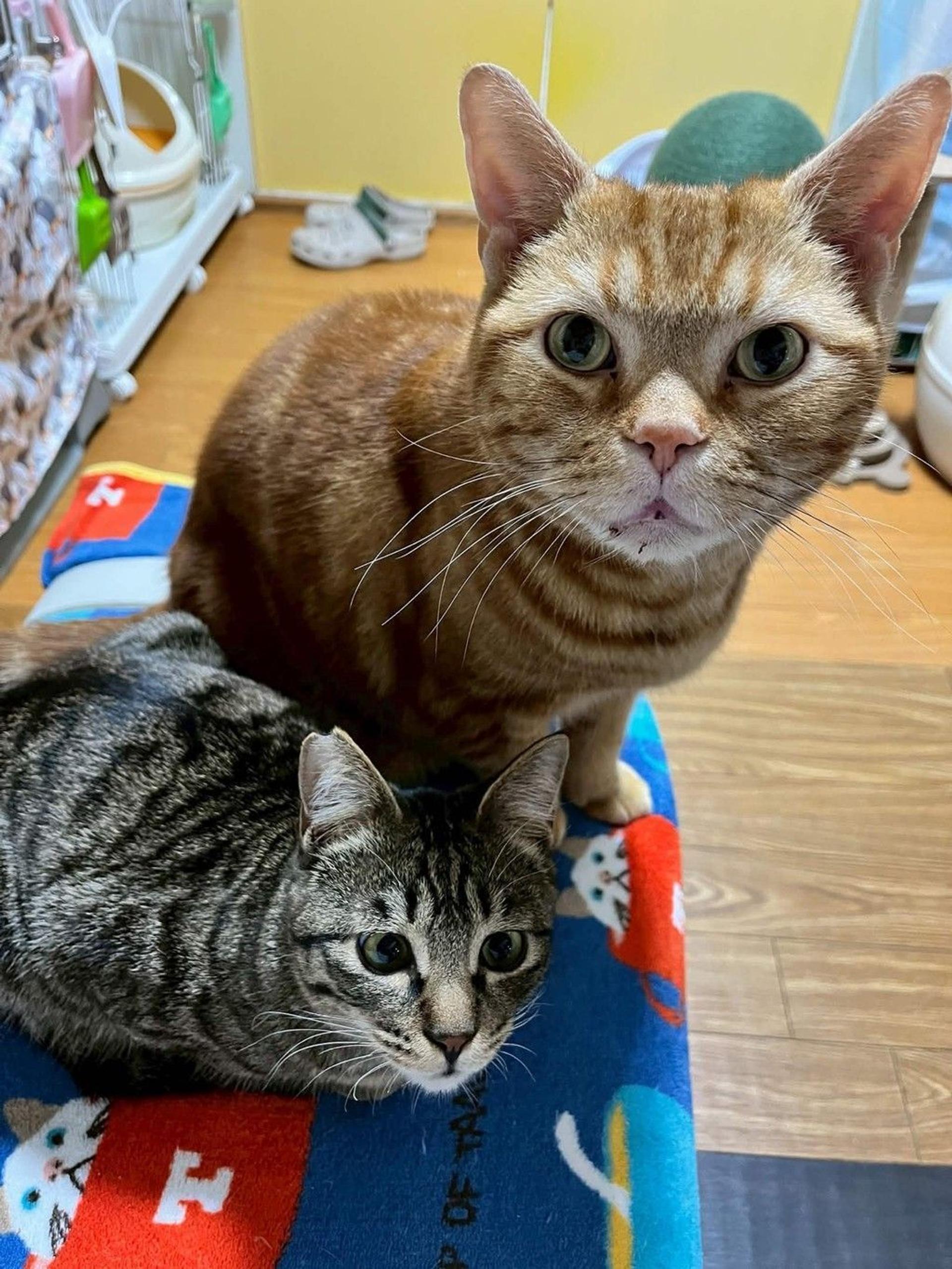 pet-image-6