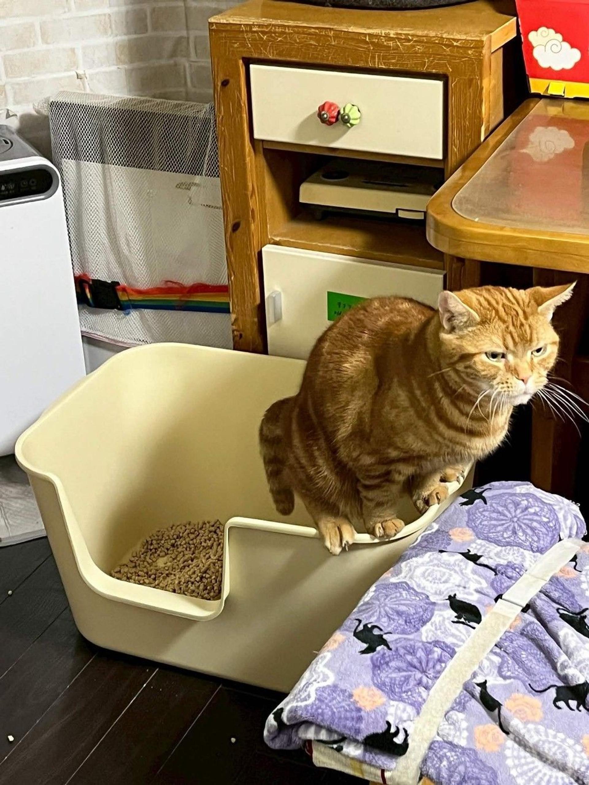 pet-image-7