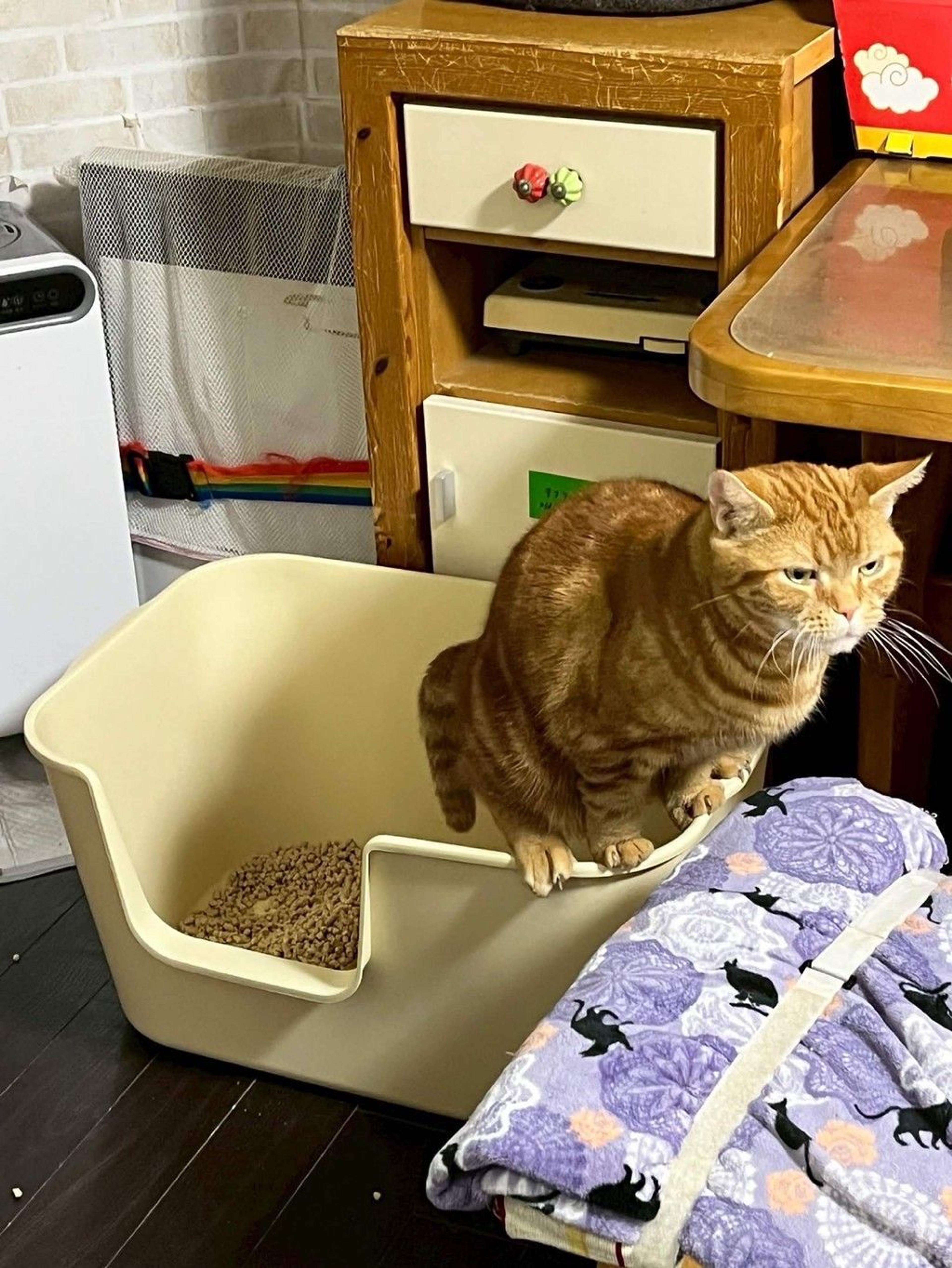 pet-image-7