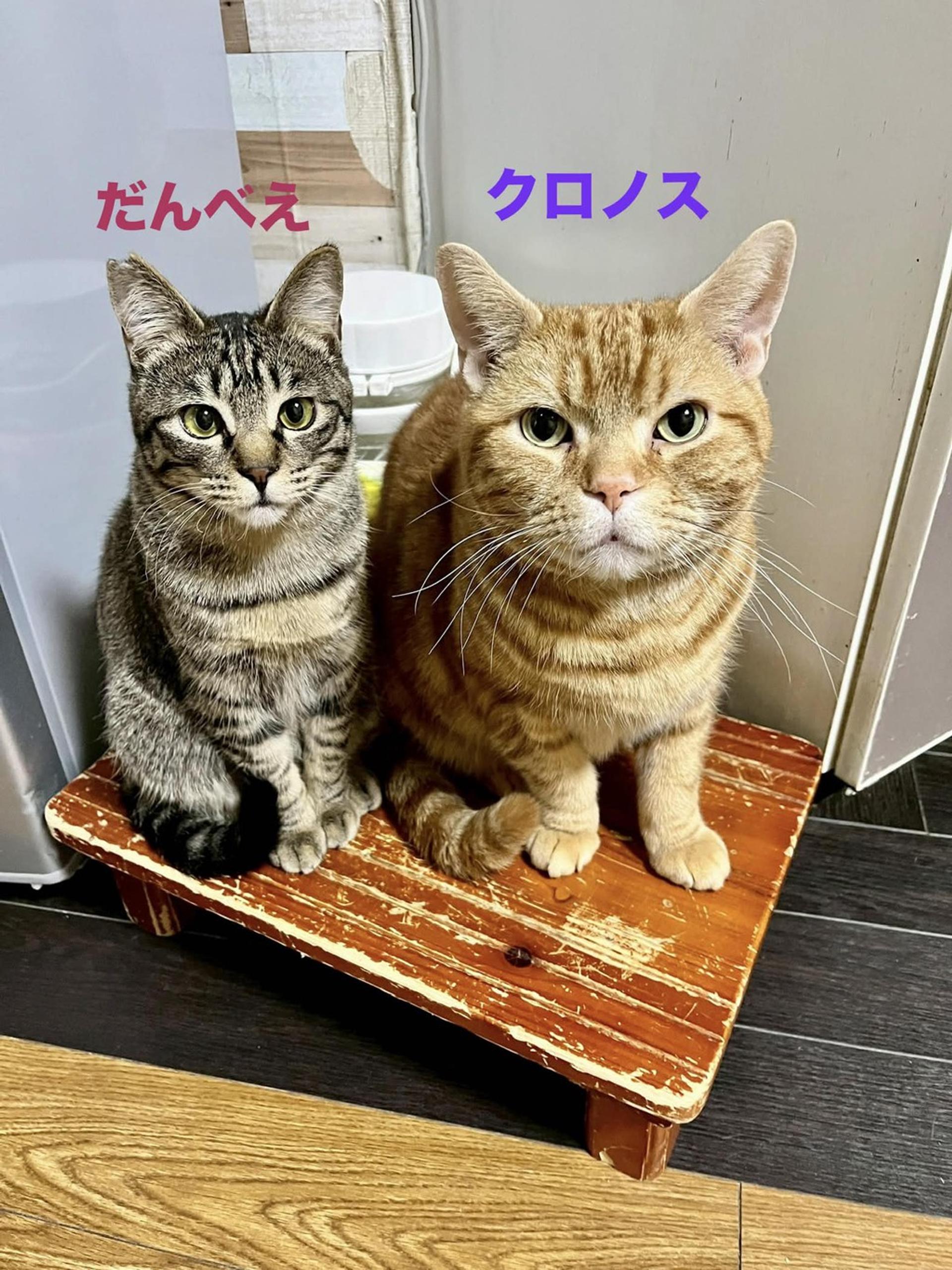 pet-image-8