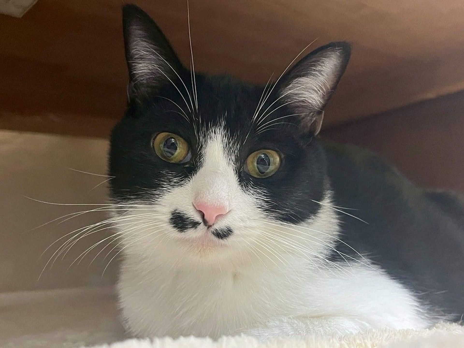 雑種（ミックス猫）・メスの里親募集の写真