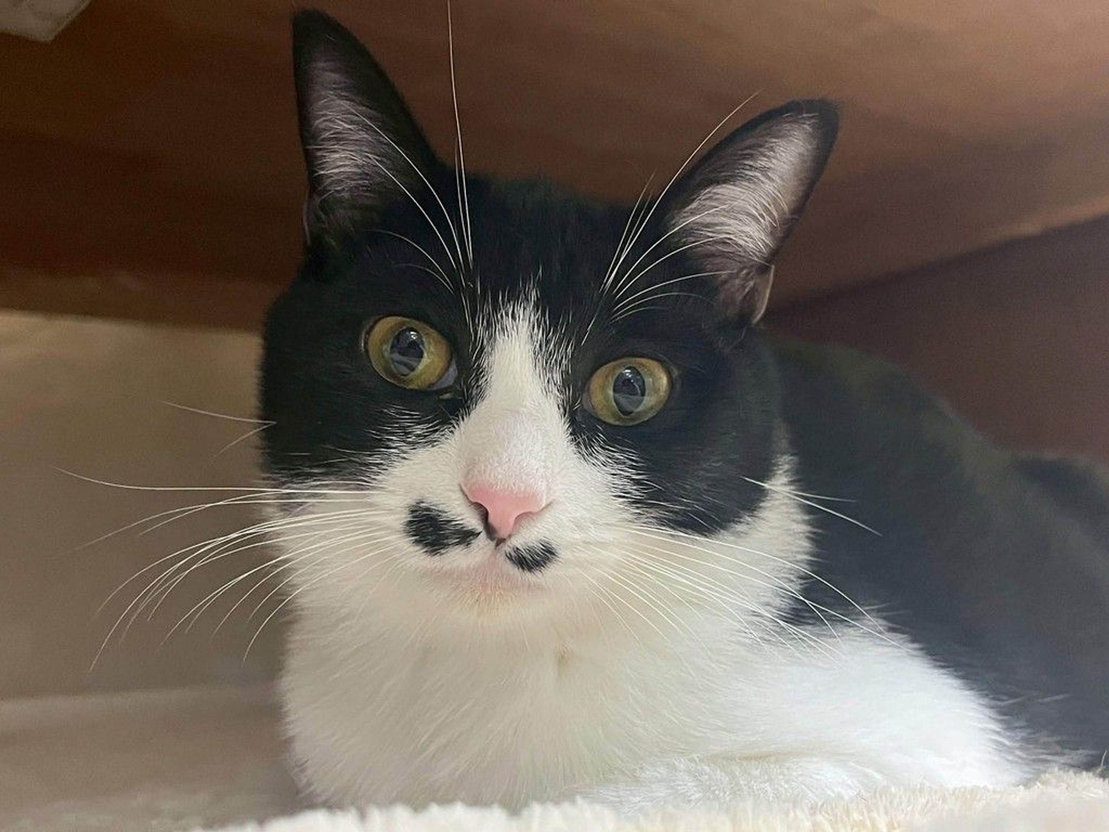 雑種（ミックス猫）・メスの里親募集の写真