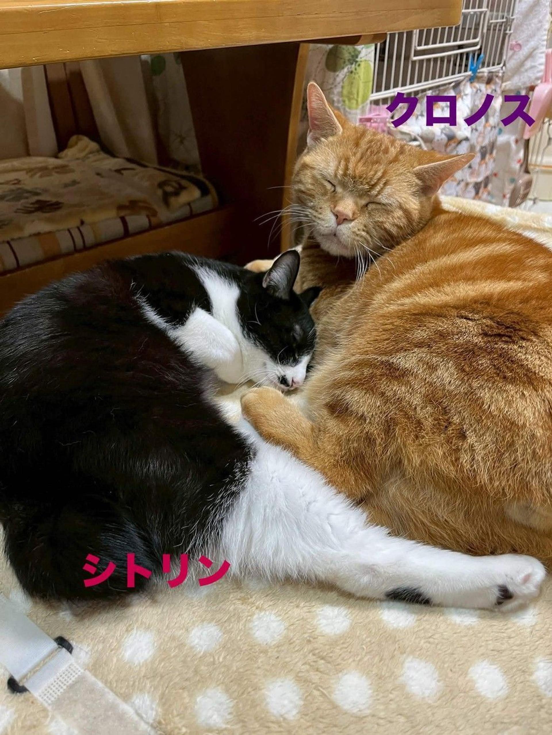 pet-image-4