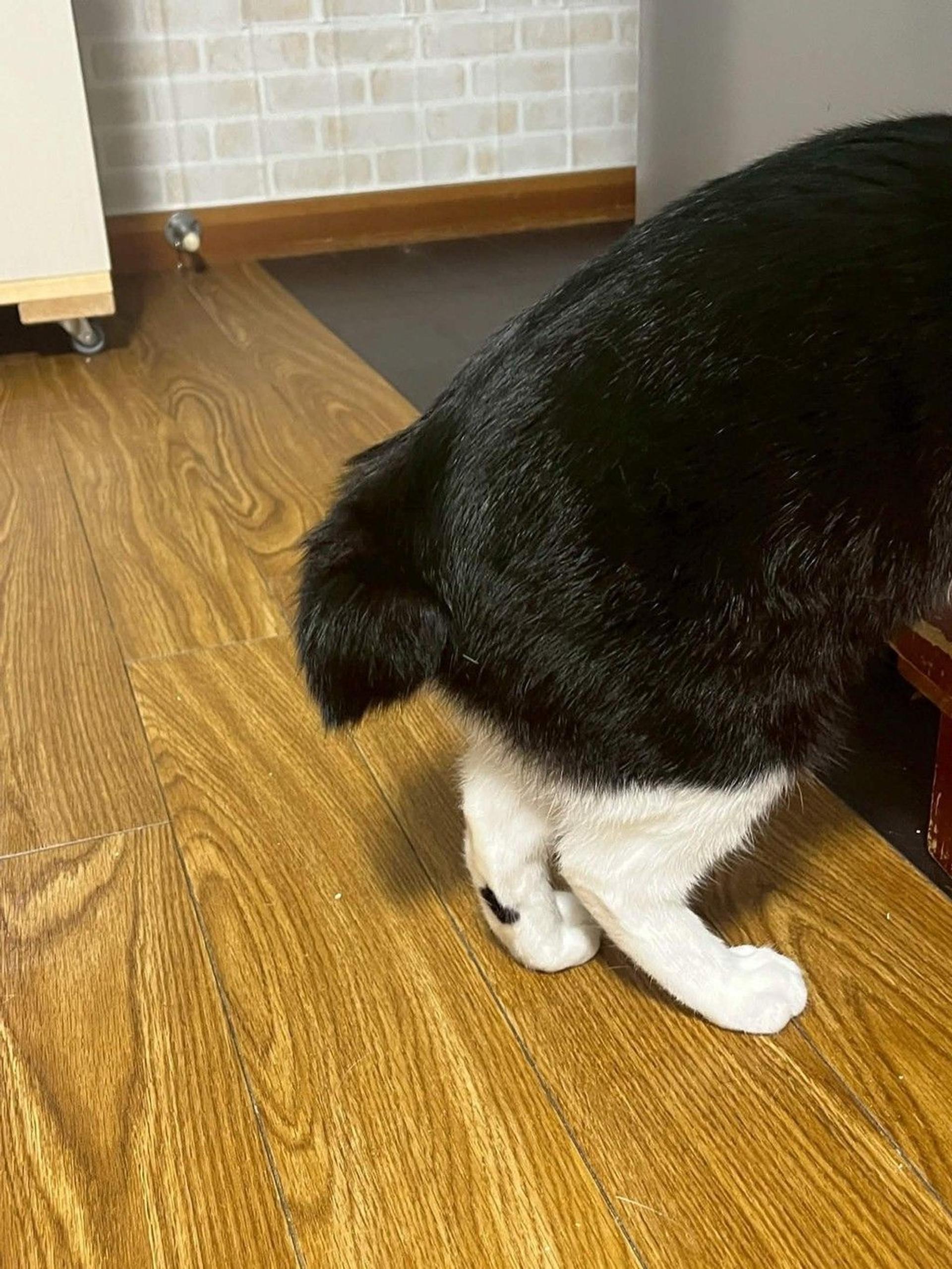 pet-image-7