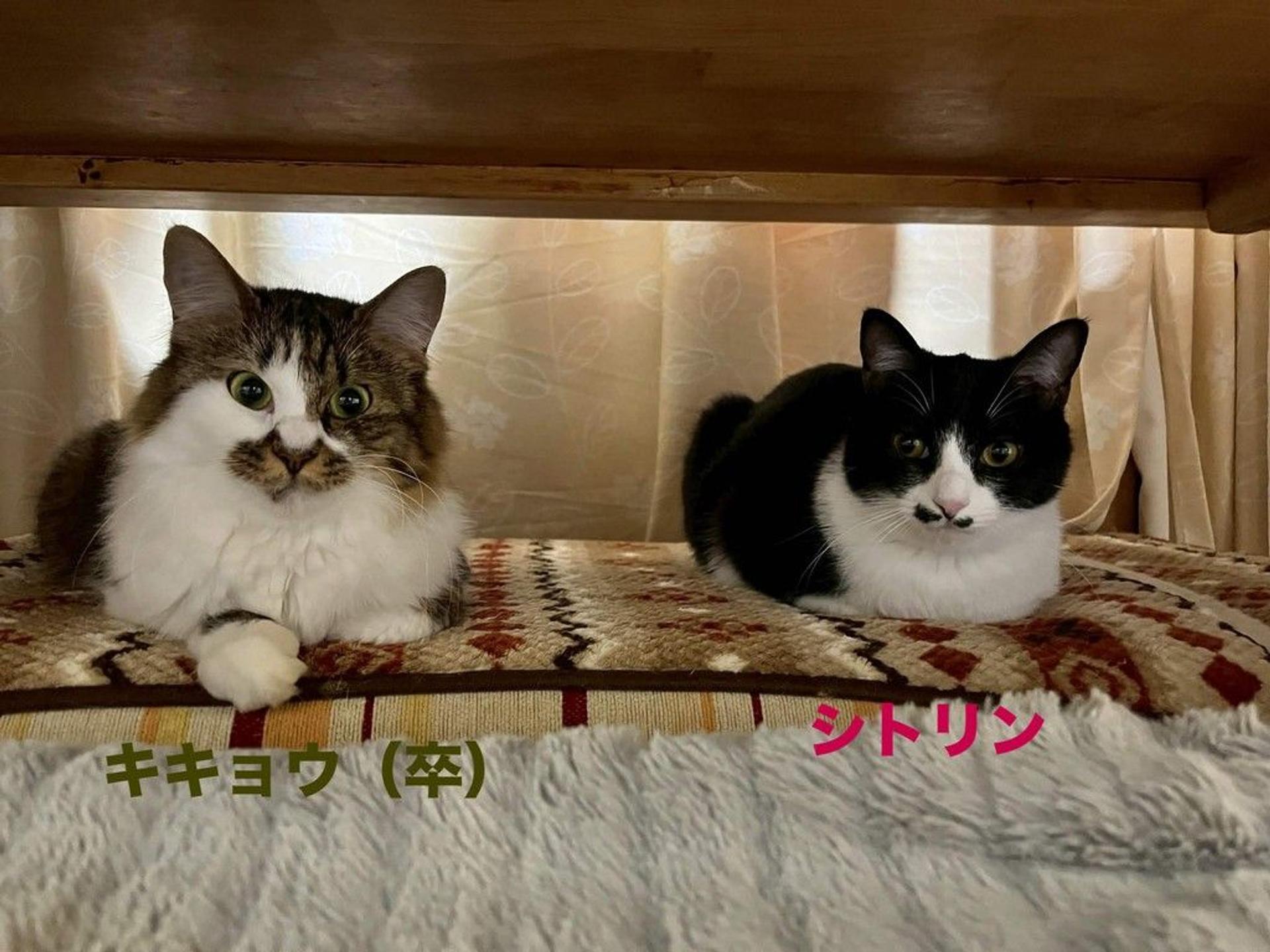 pet-image-8