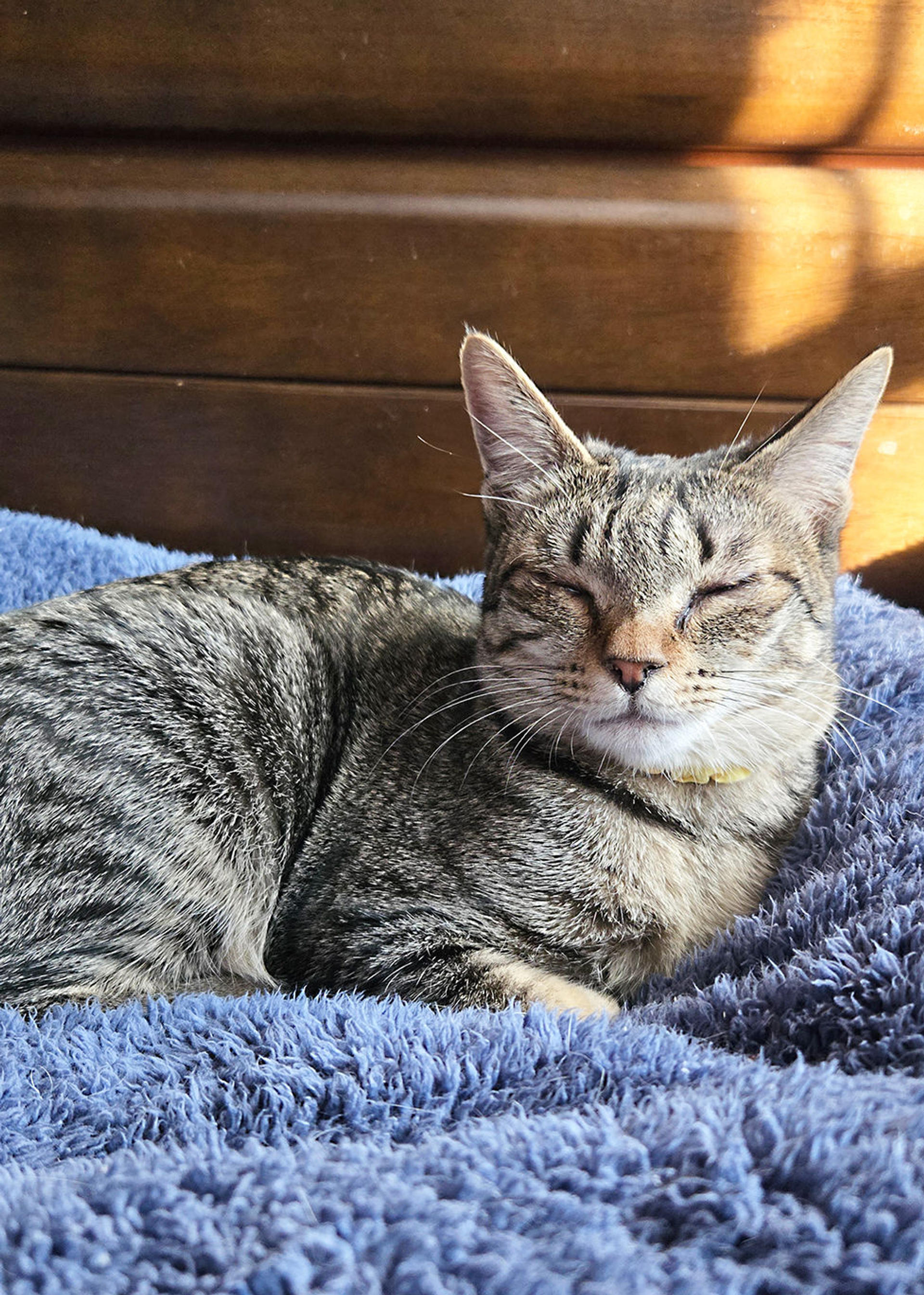 pet-image-2