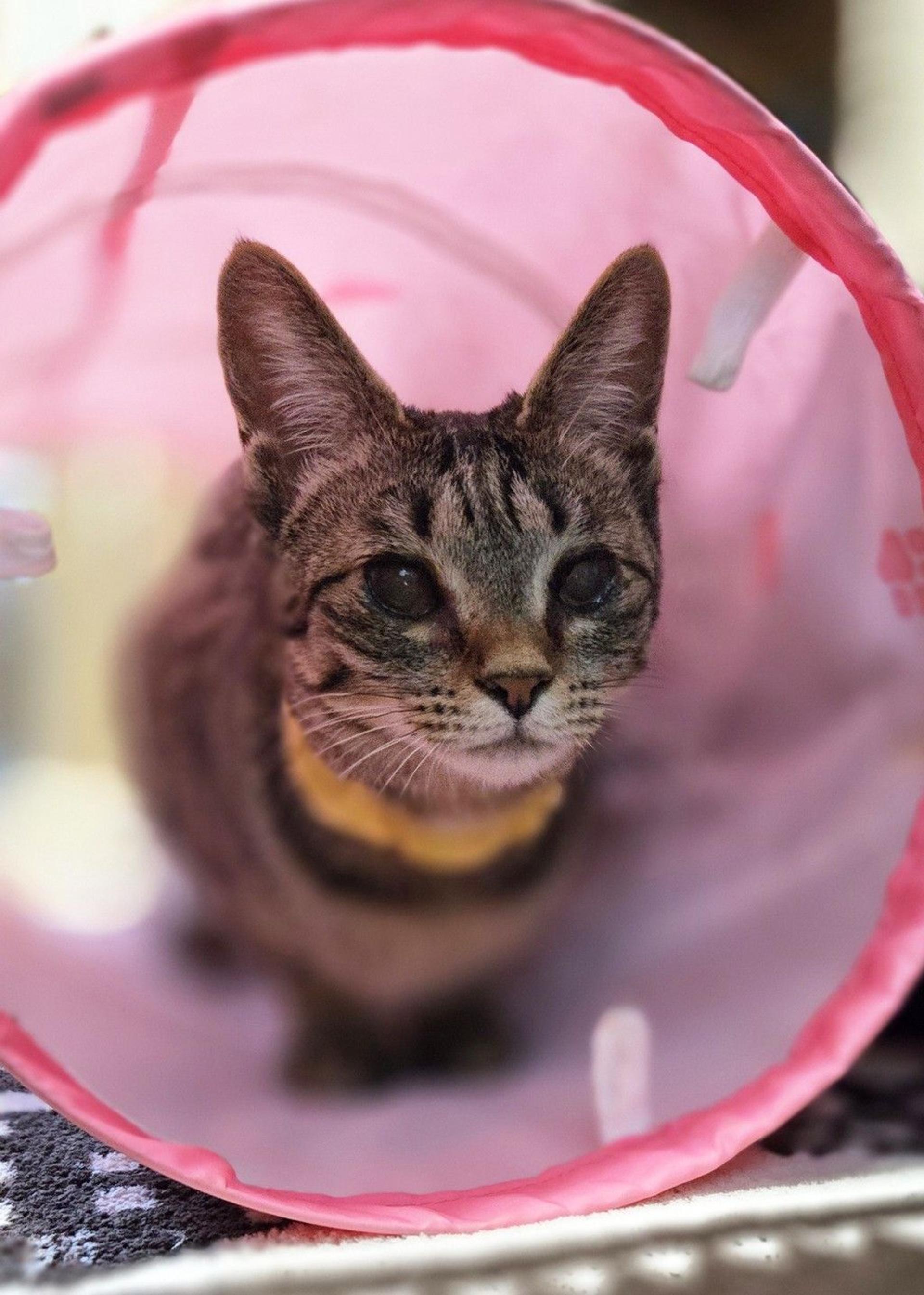 pet-image-4