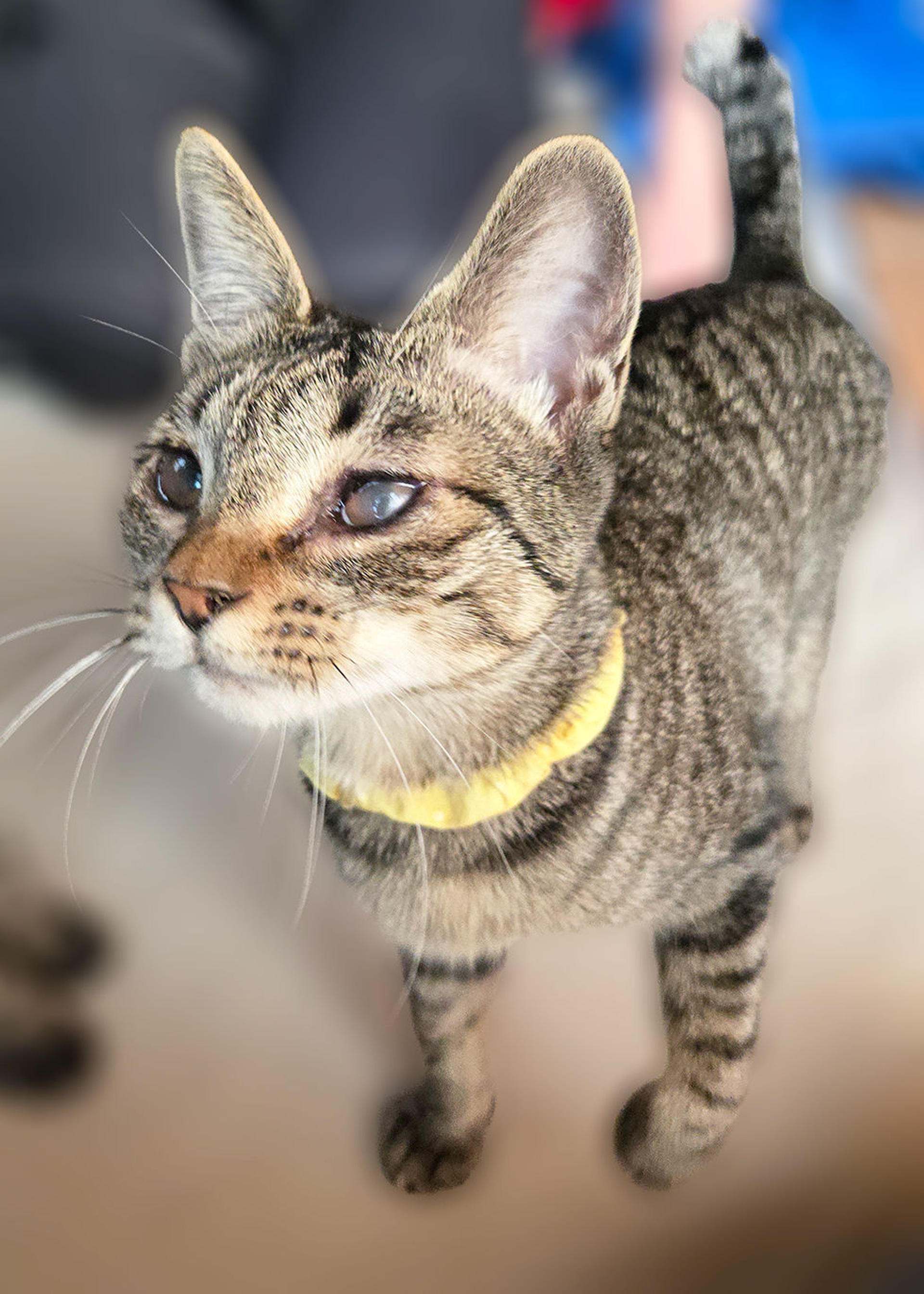 pet-image-7