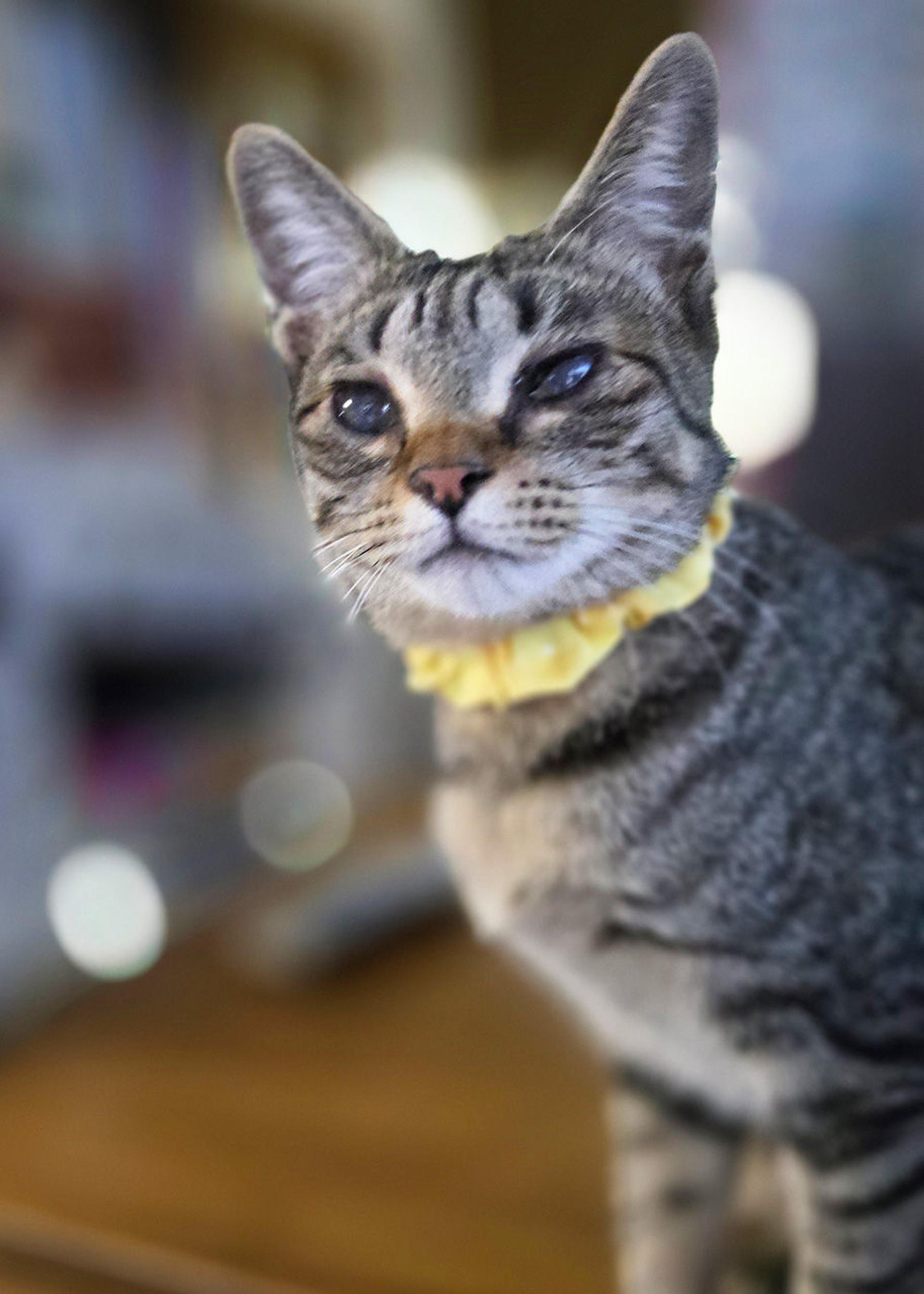 pet-image-9