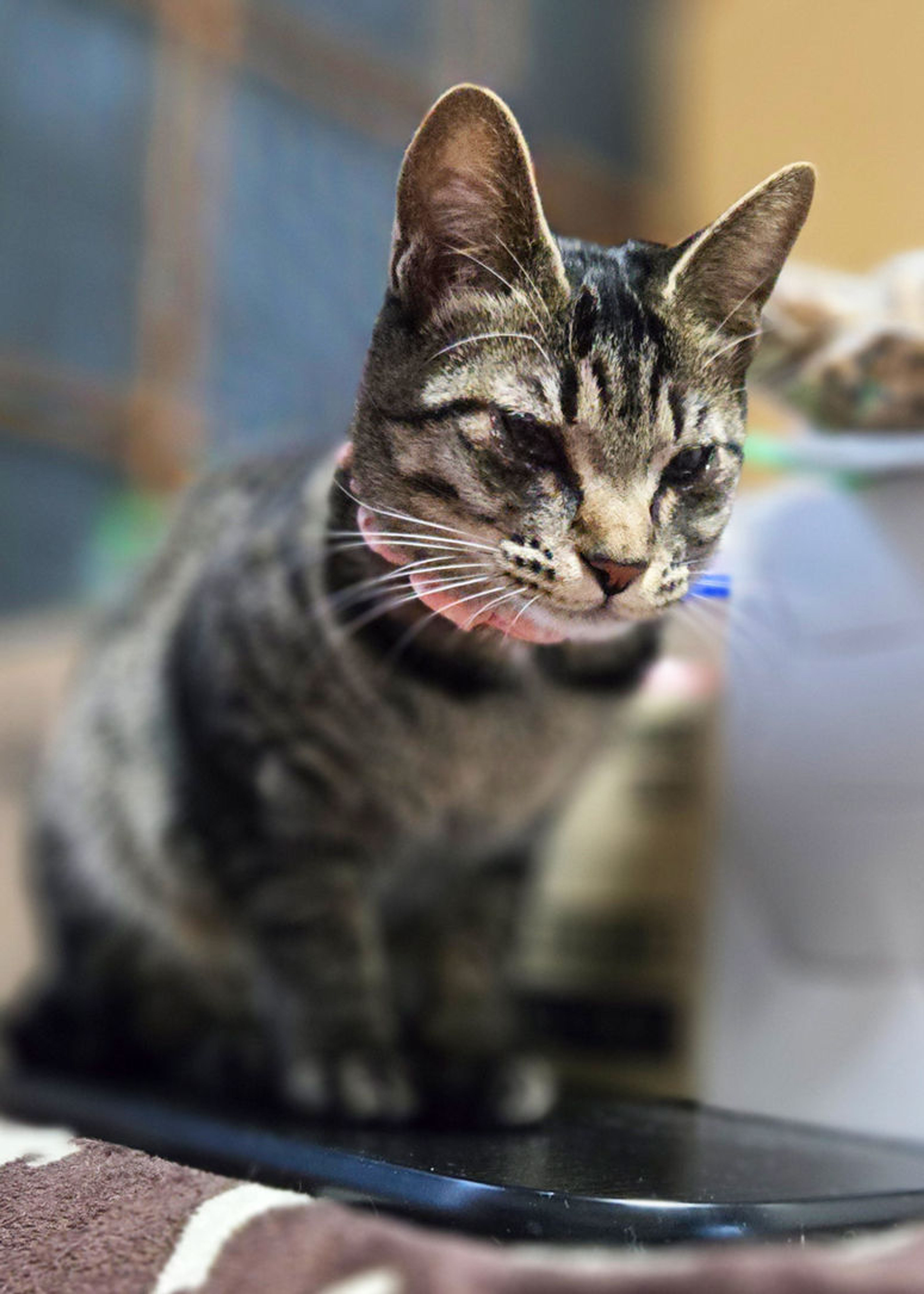 雑種（ミックス猫）・メスの里親募集の写真