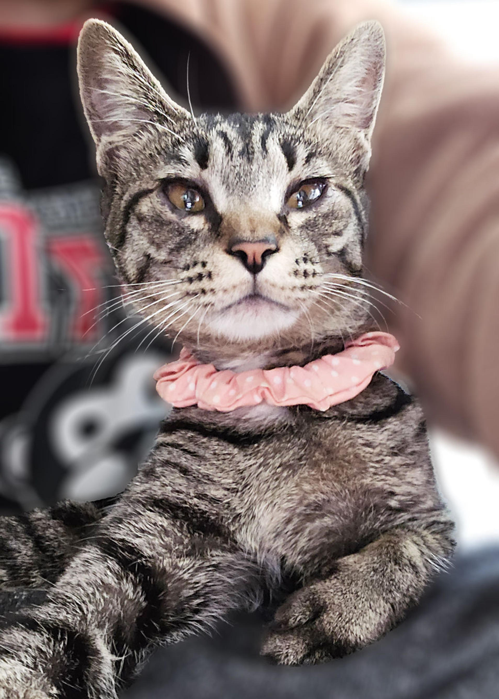 pet-image-3