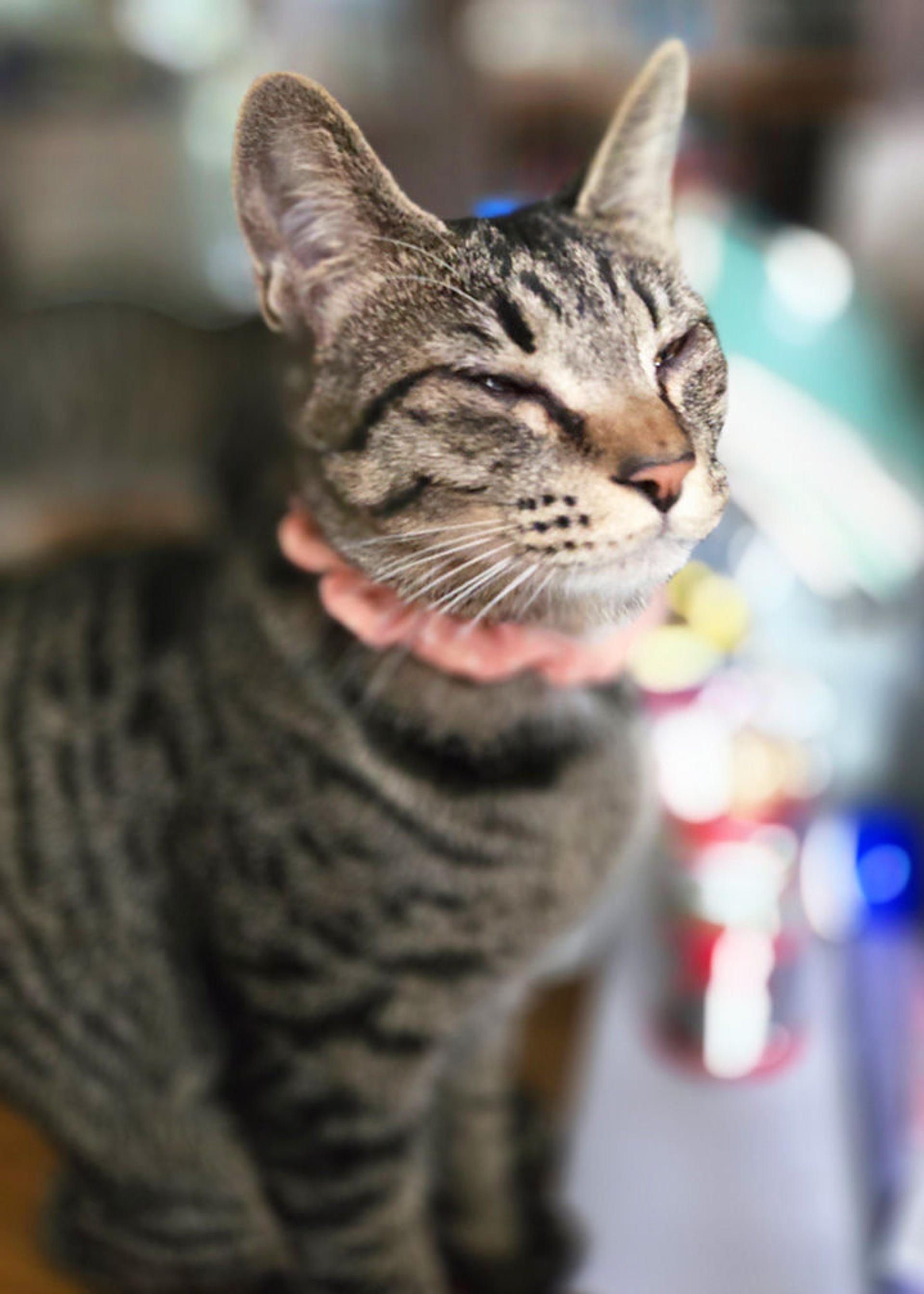pet-image-4
