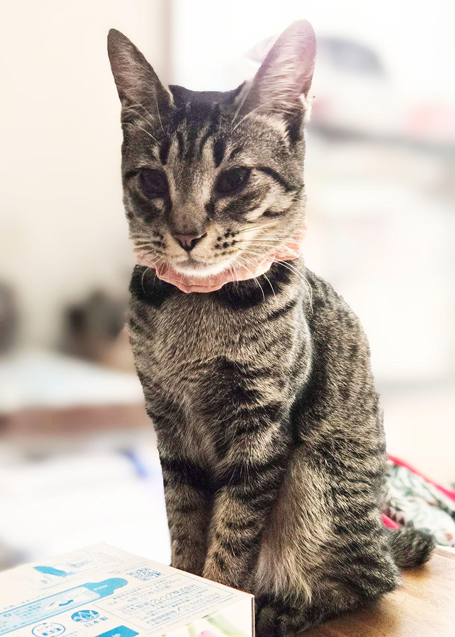 pet-image-7