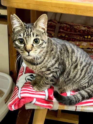 雑種（ミックス猫）・オスの里親募集の写真