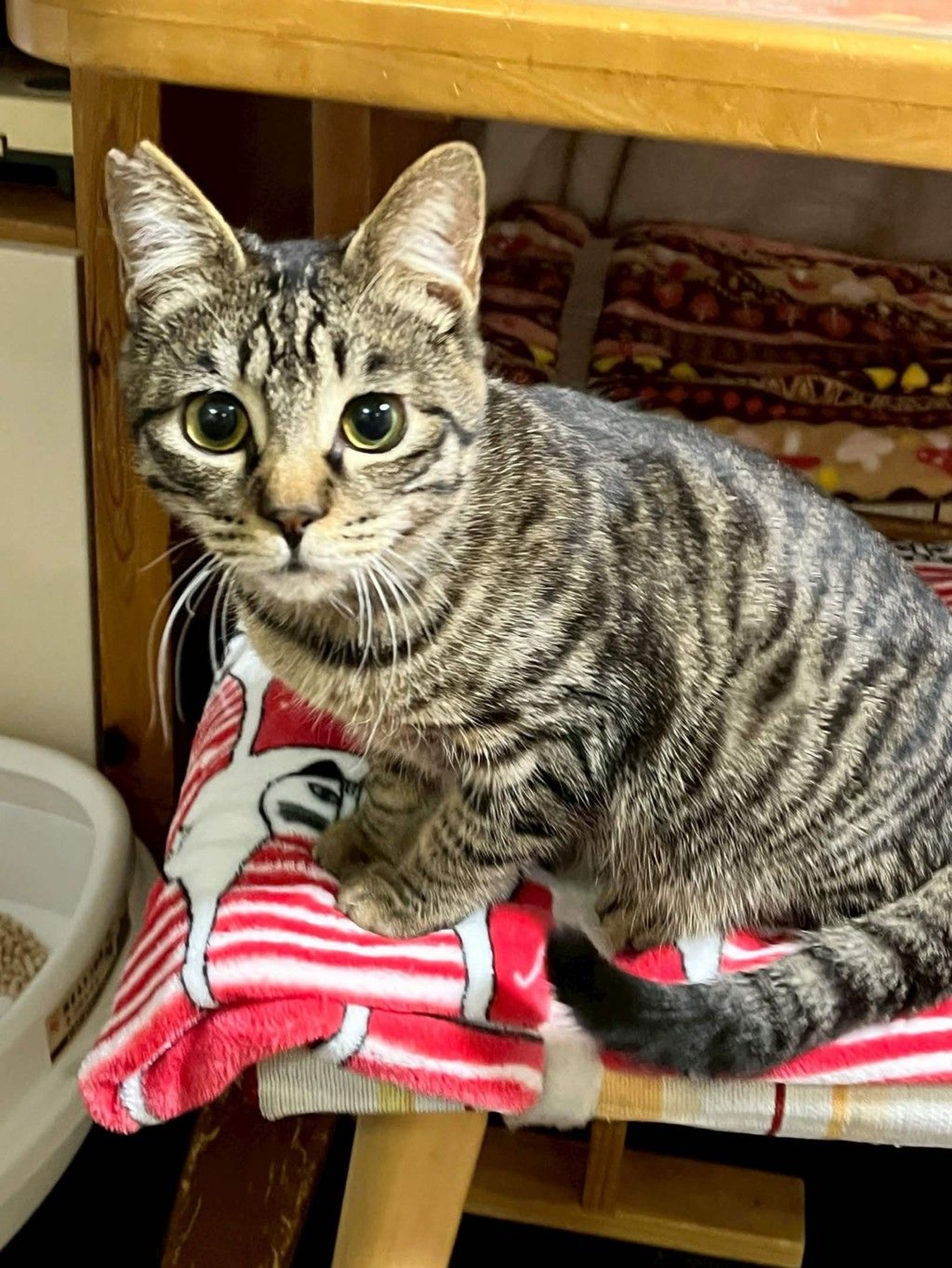 雑種（ミックス猫）・オスの里親募集の写真