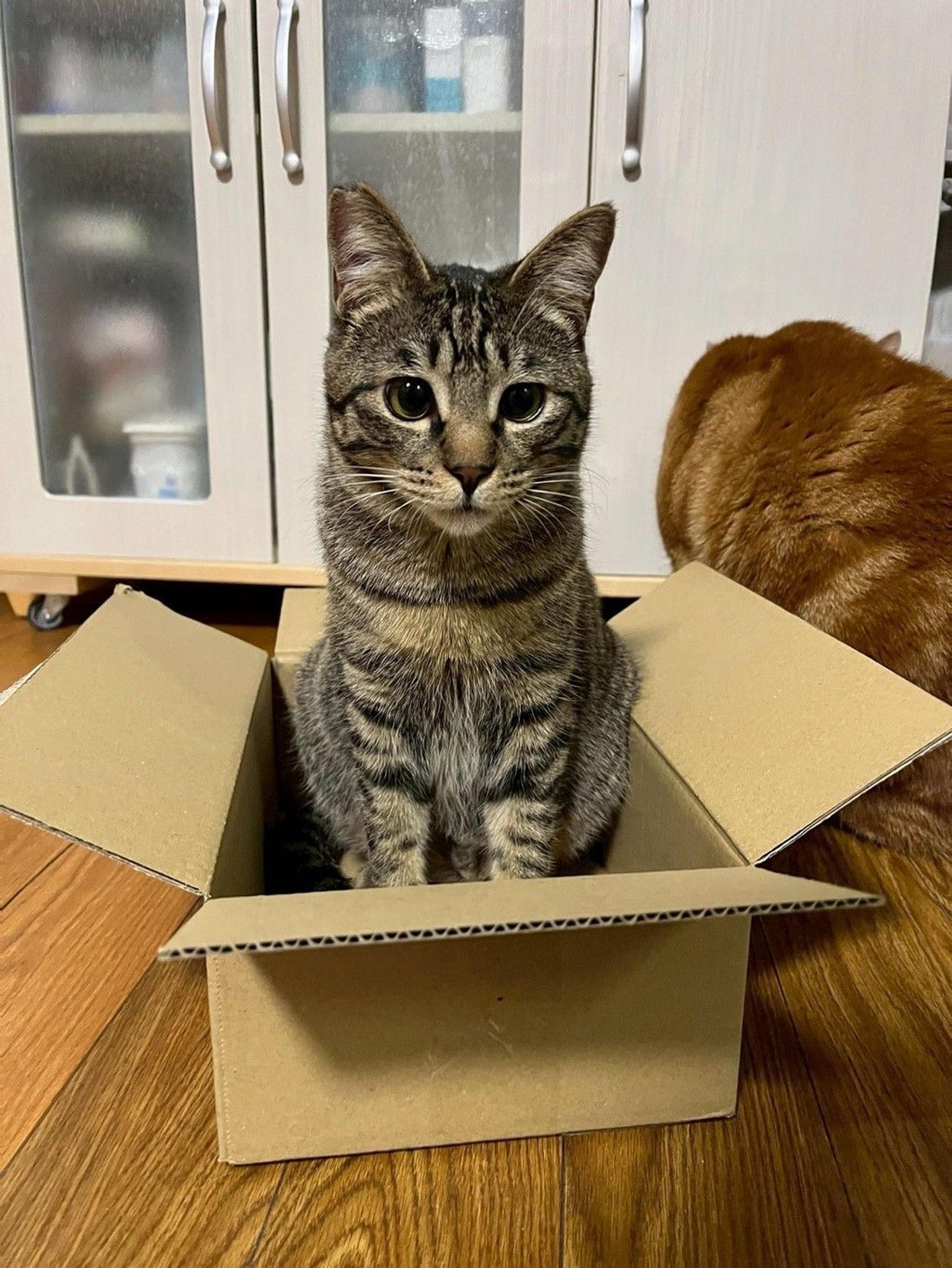 pet-image-2