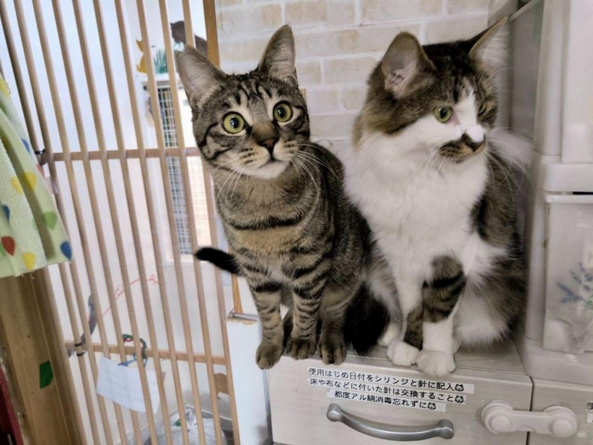 pet-image-5