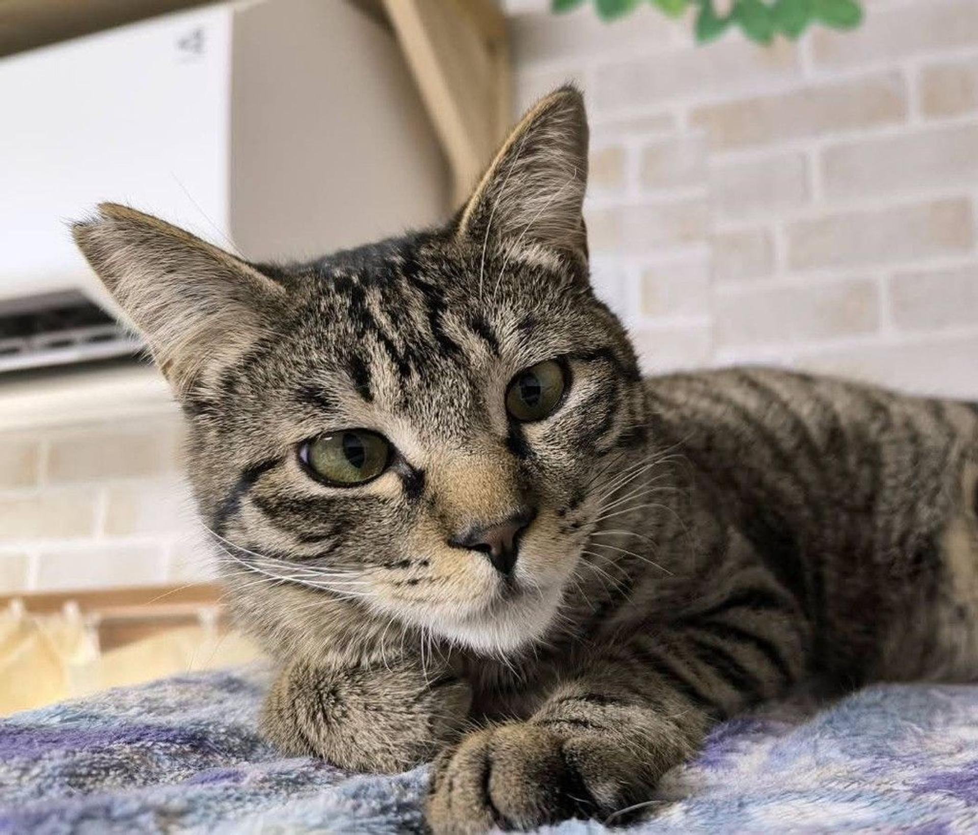 pet-image-7