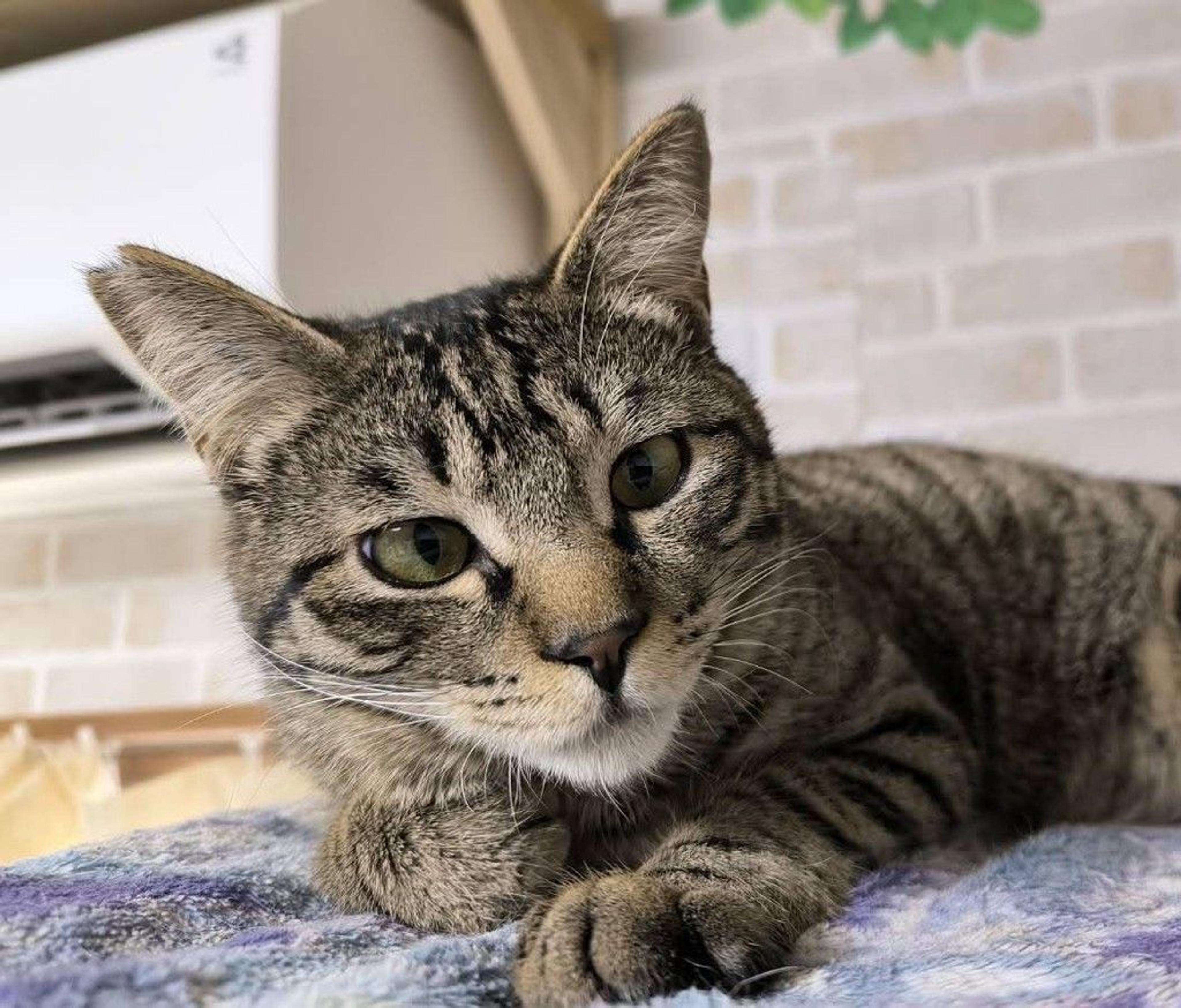 pet-image-7