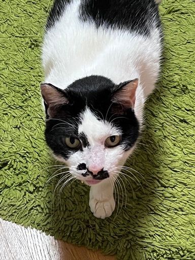 雑種（ミックス猫）・オスの里親募集の写真