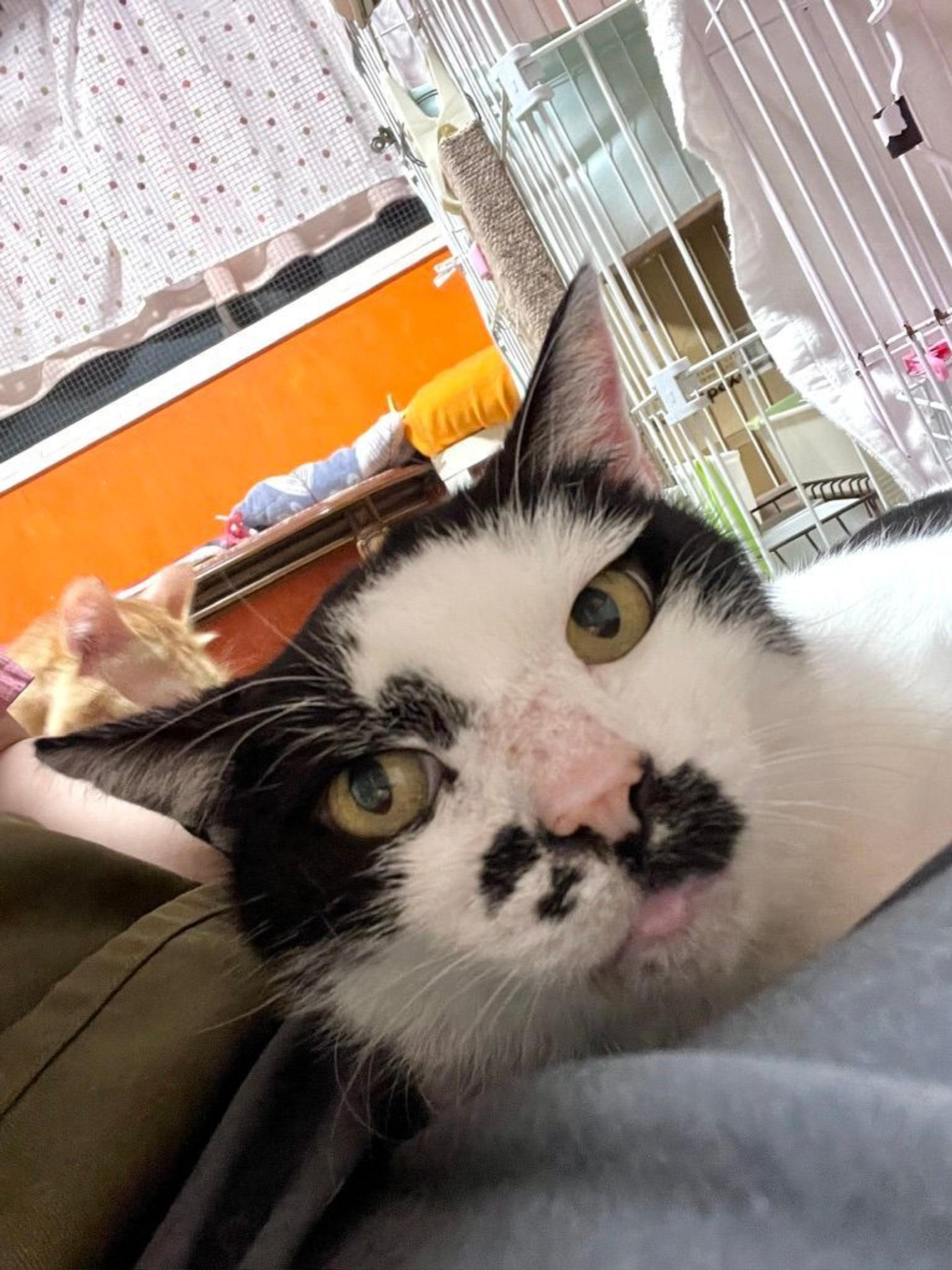 pet-image-3