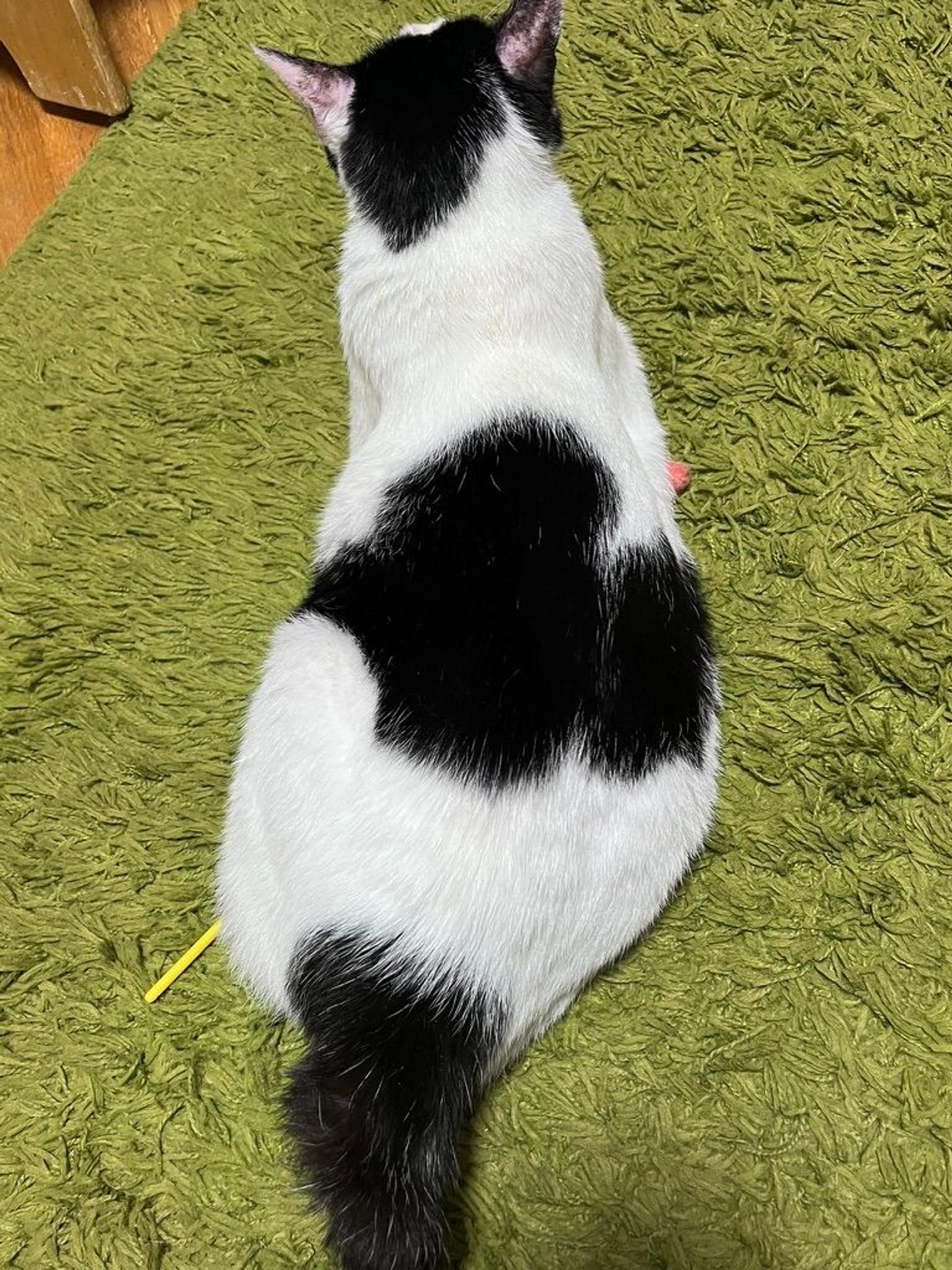 pet-image-7