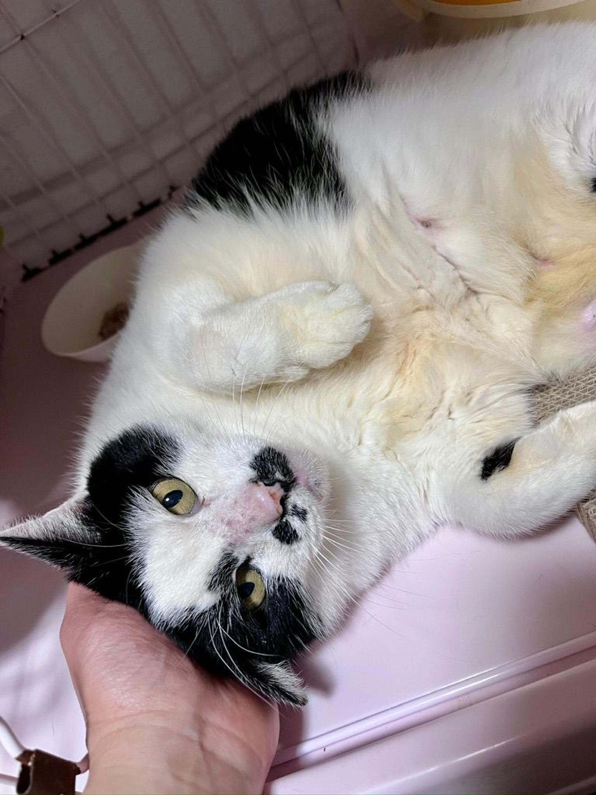 pet-image-8