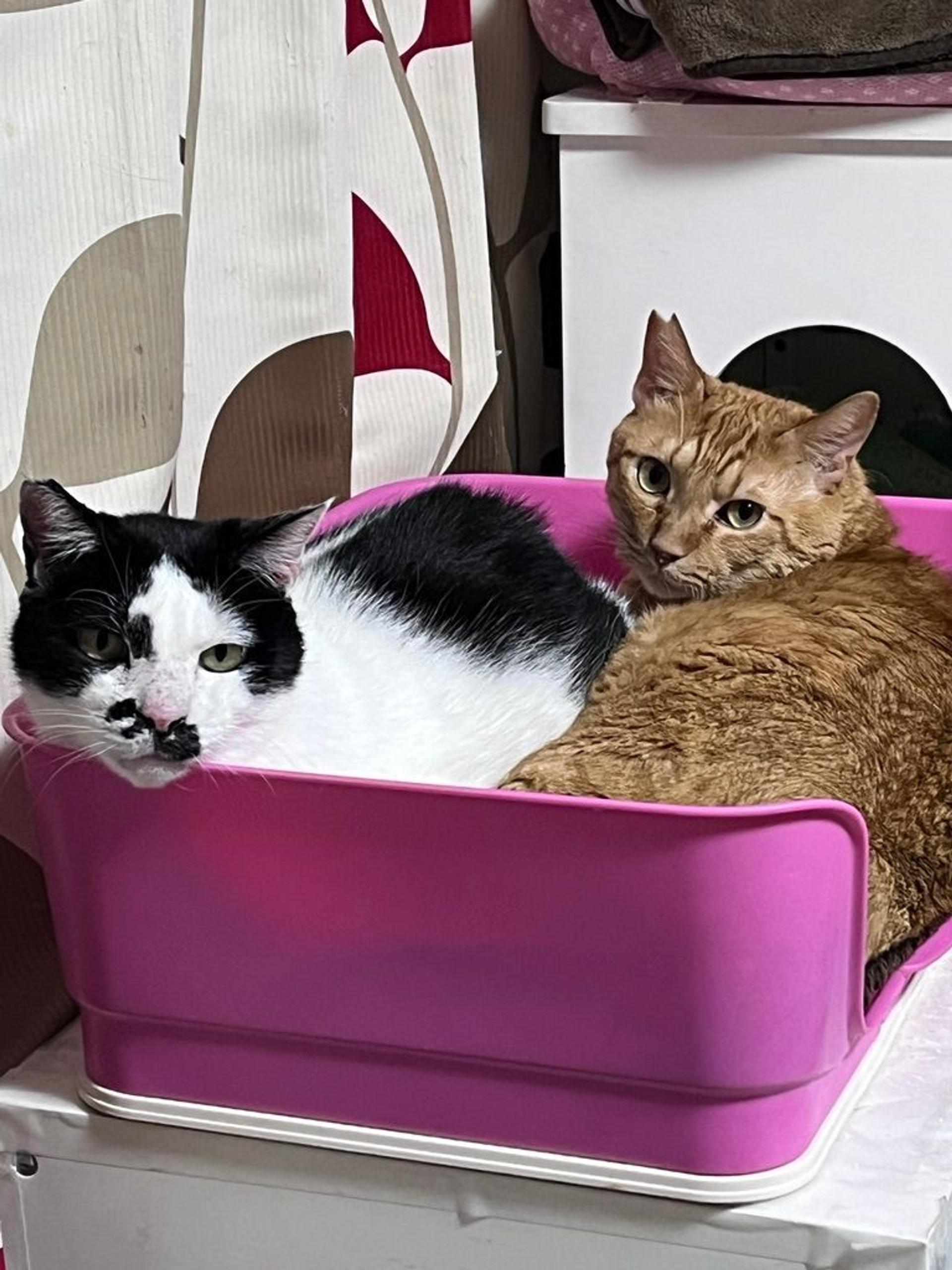 pet-image-9