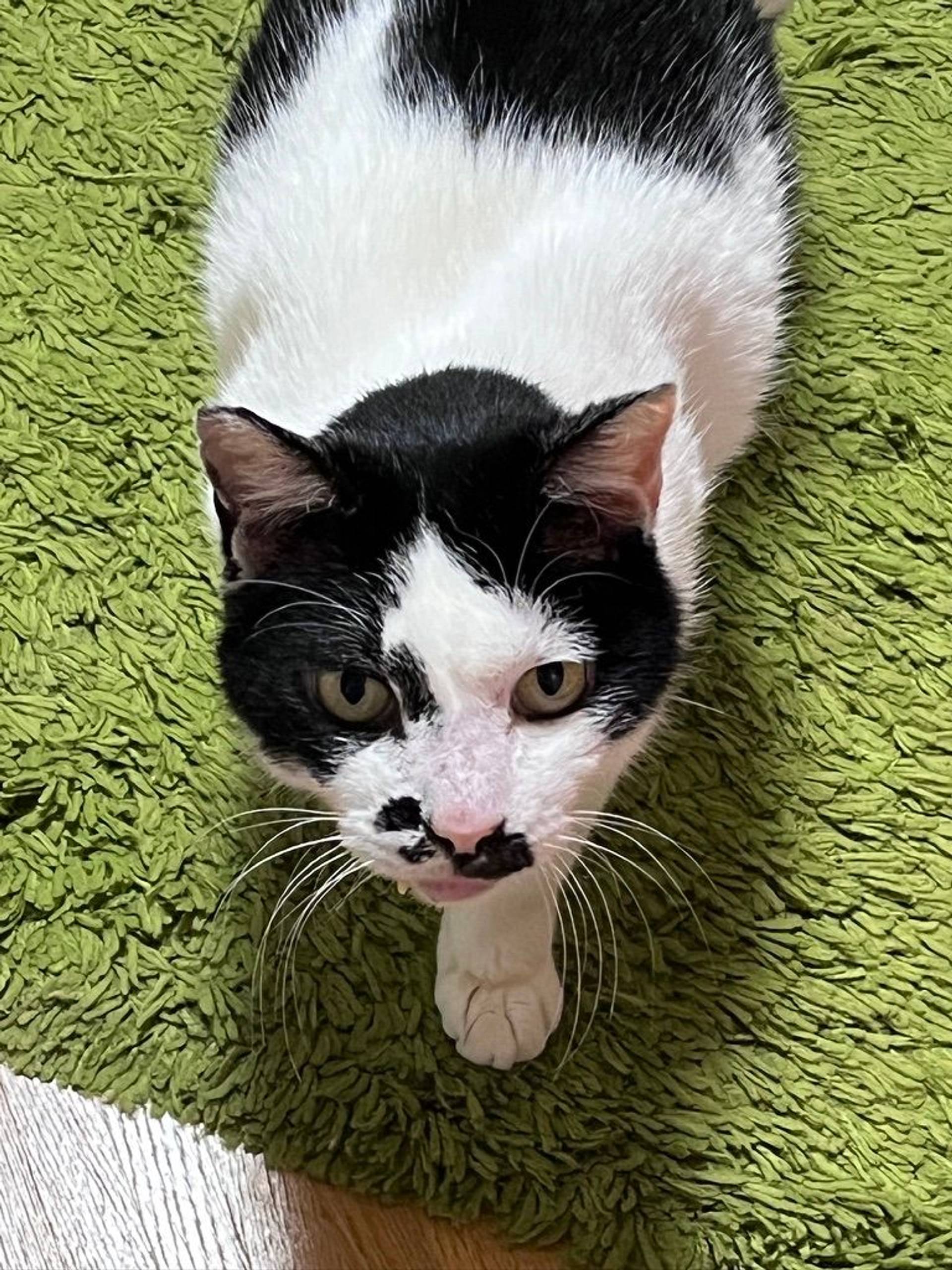 雑種（ミックス猫）・オスの里親募集の写真