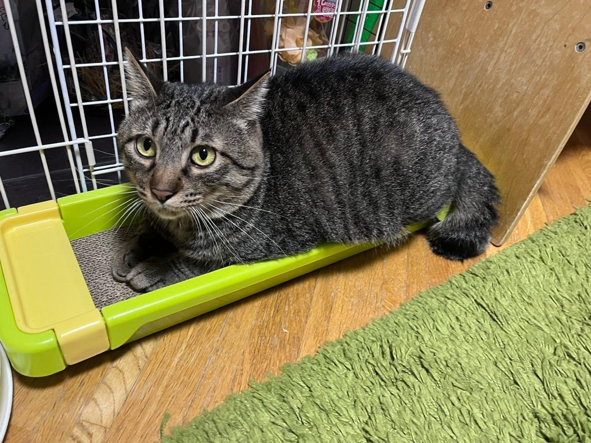 pet-image-2