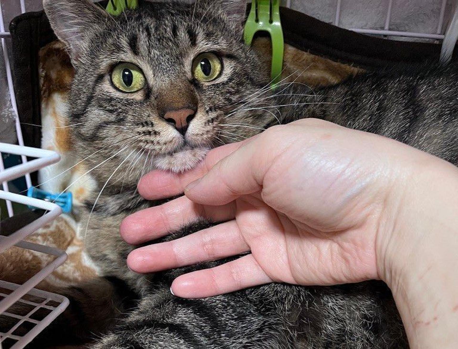 pet-image-3