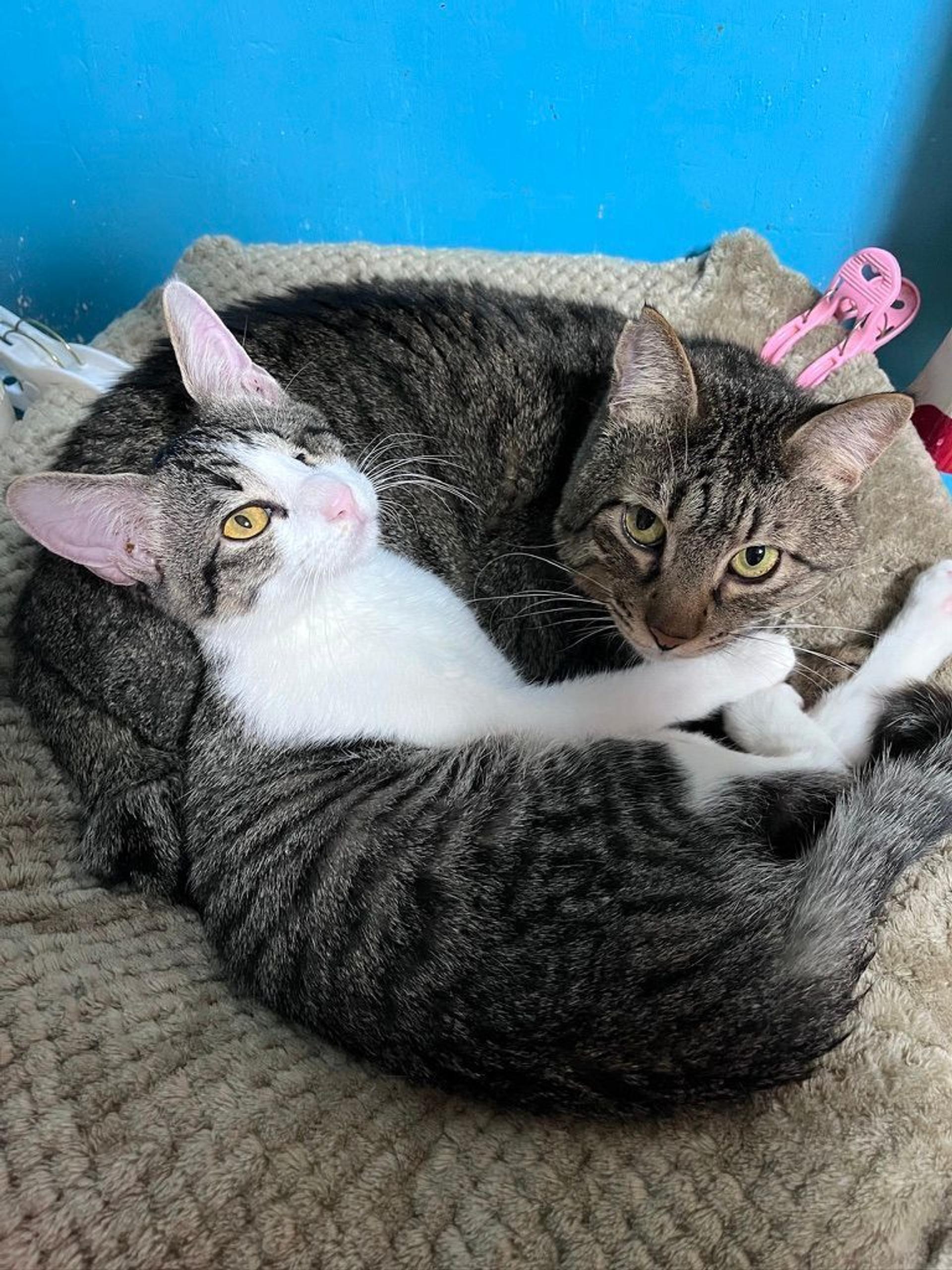 pet-image-8