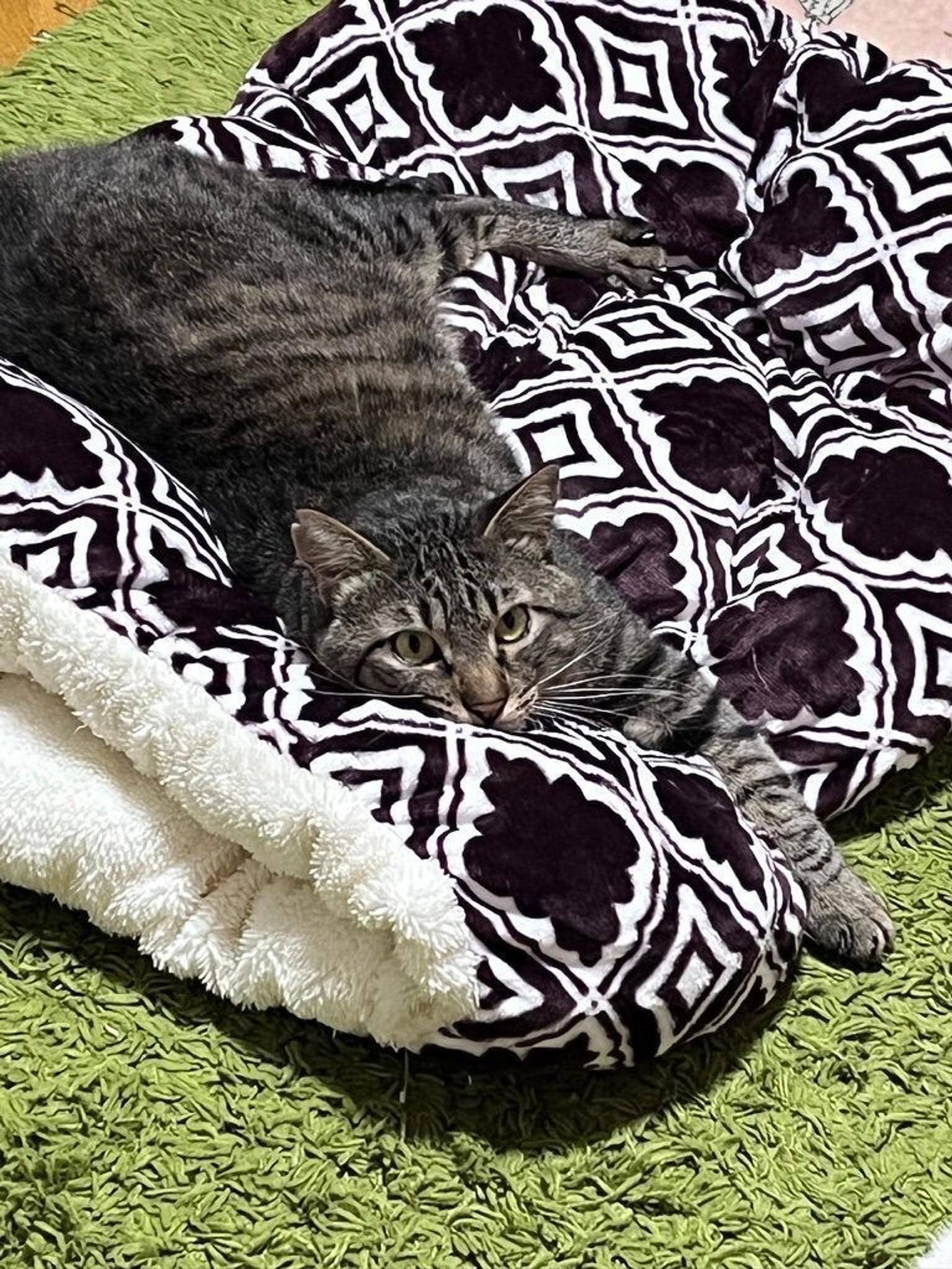 pet-image-9