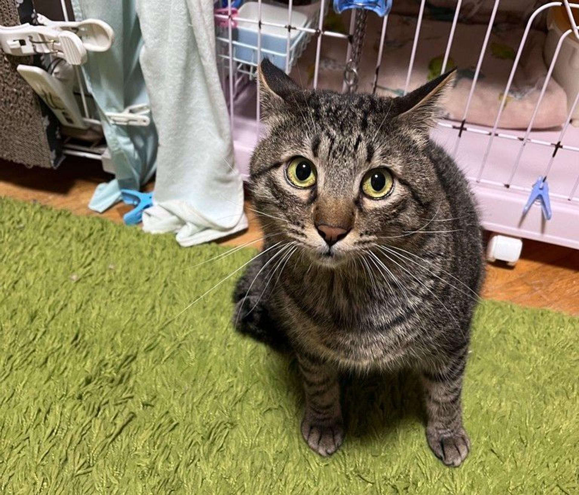 pet-image-10