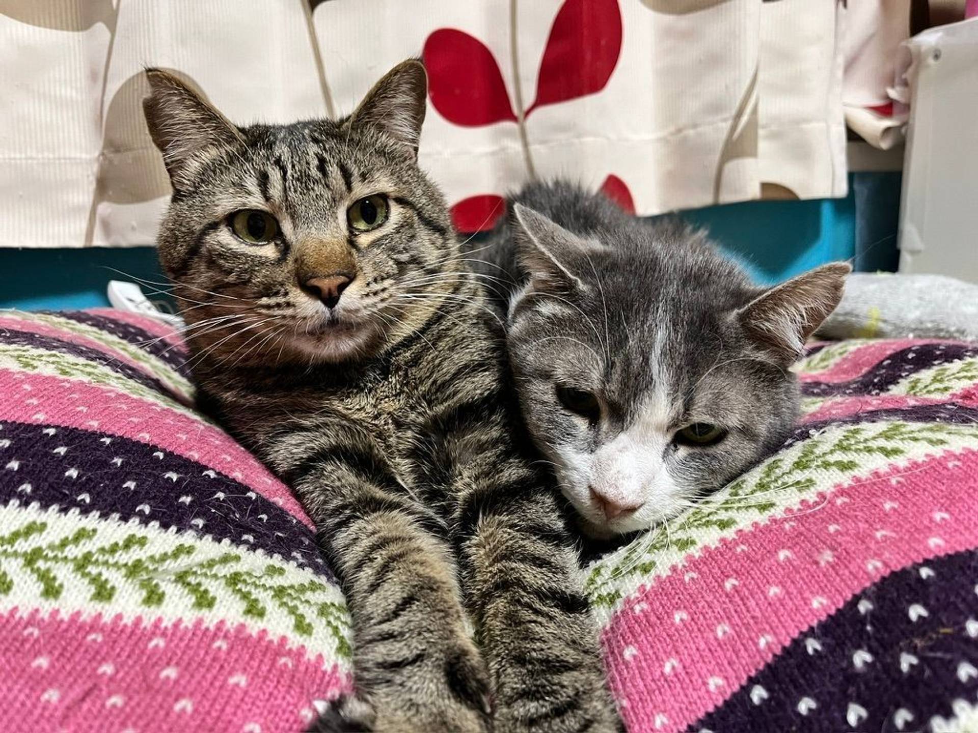 雑種（ミックス猫）・オスの里親募集の写真