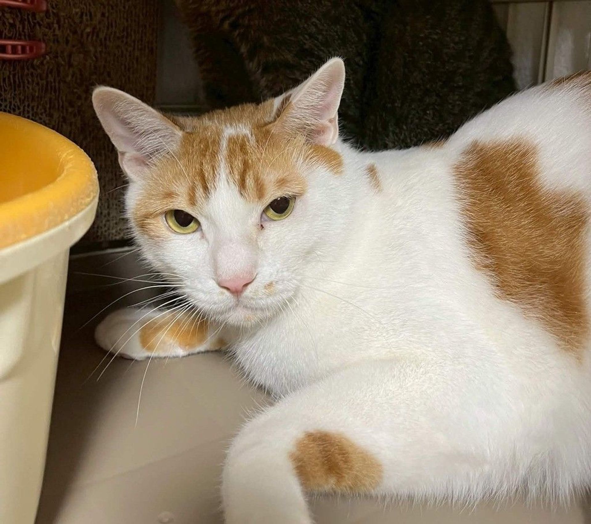 雑種（ミックス猫）・オスの里親募集の写真